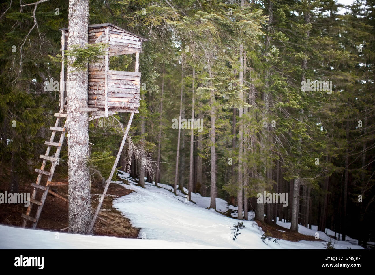 Austria, Salzburger Land, Maria Alm, Old wooden treehouse in snowy forest Stock Photo