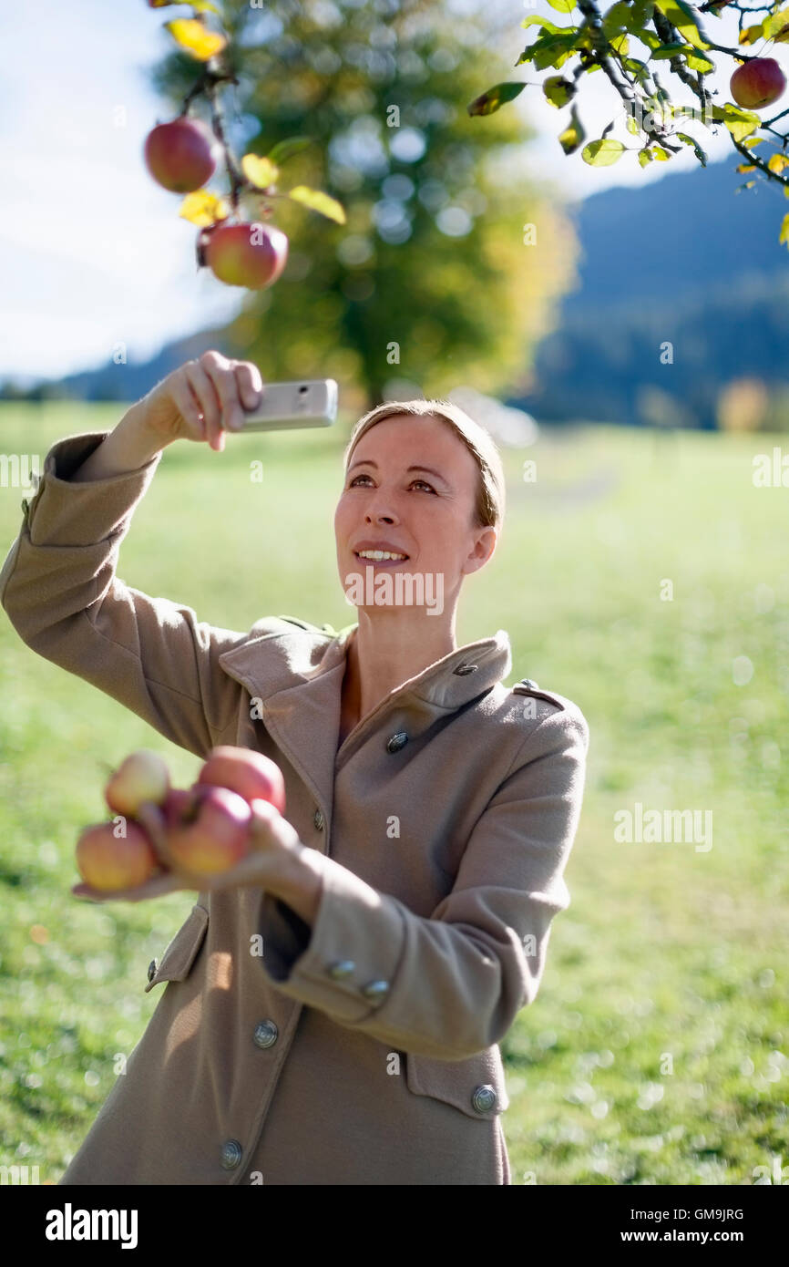 Austria, Salzburger Land, Maria Alm, Mature woman photographing apples on tree Stock Photo