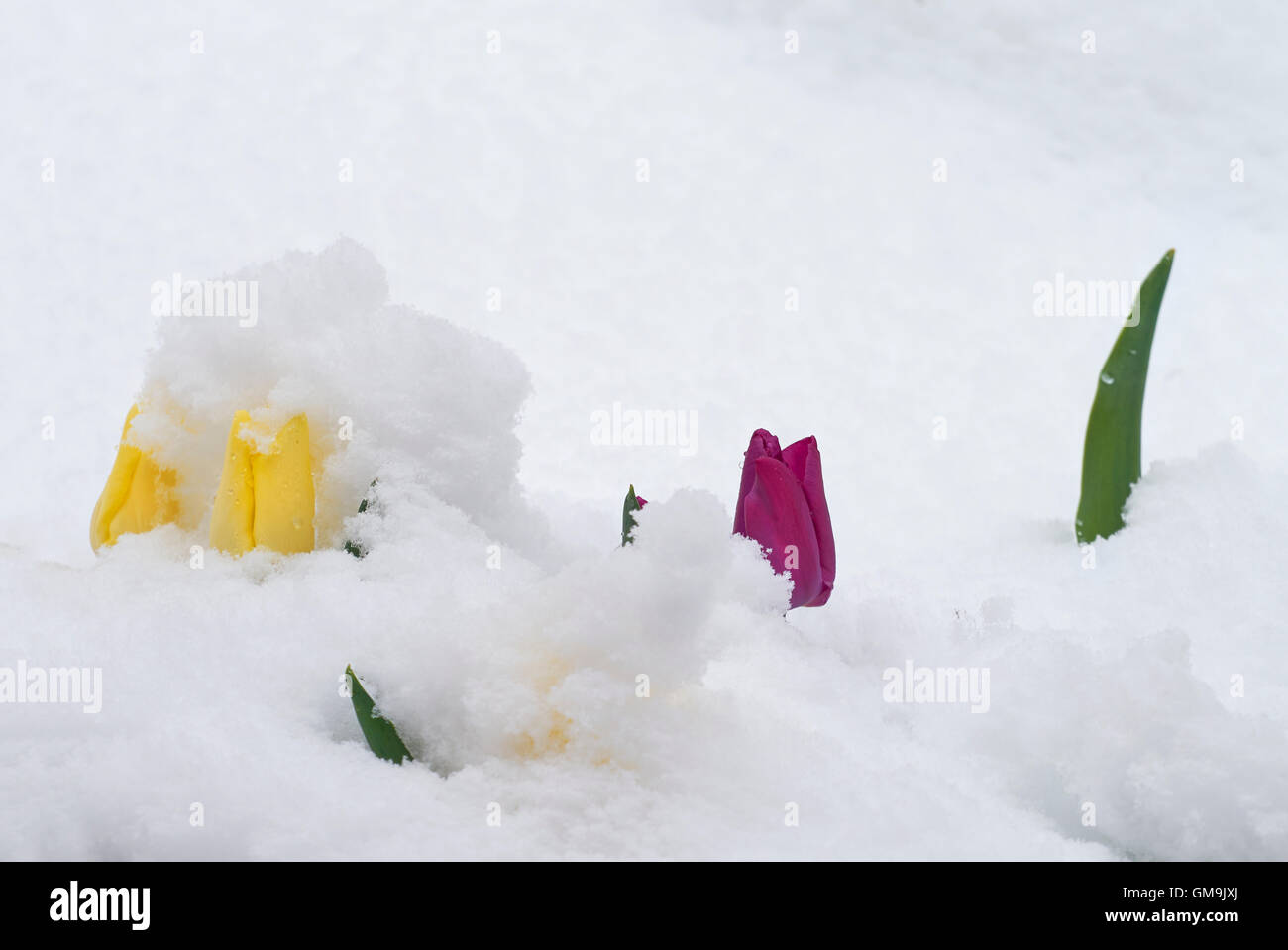 Colorado, Denver, Flowers in snow Stock Photo Alamy