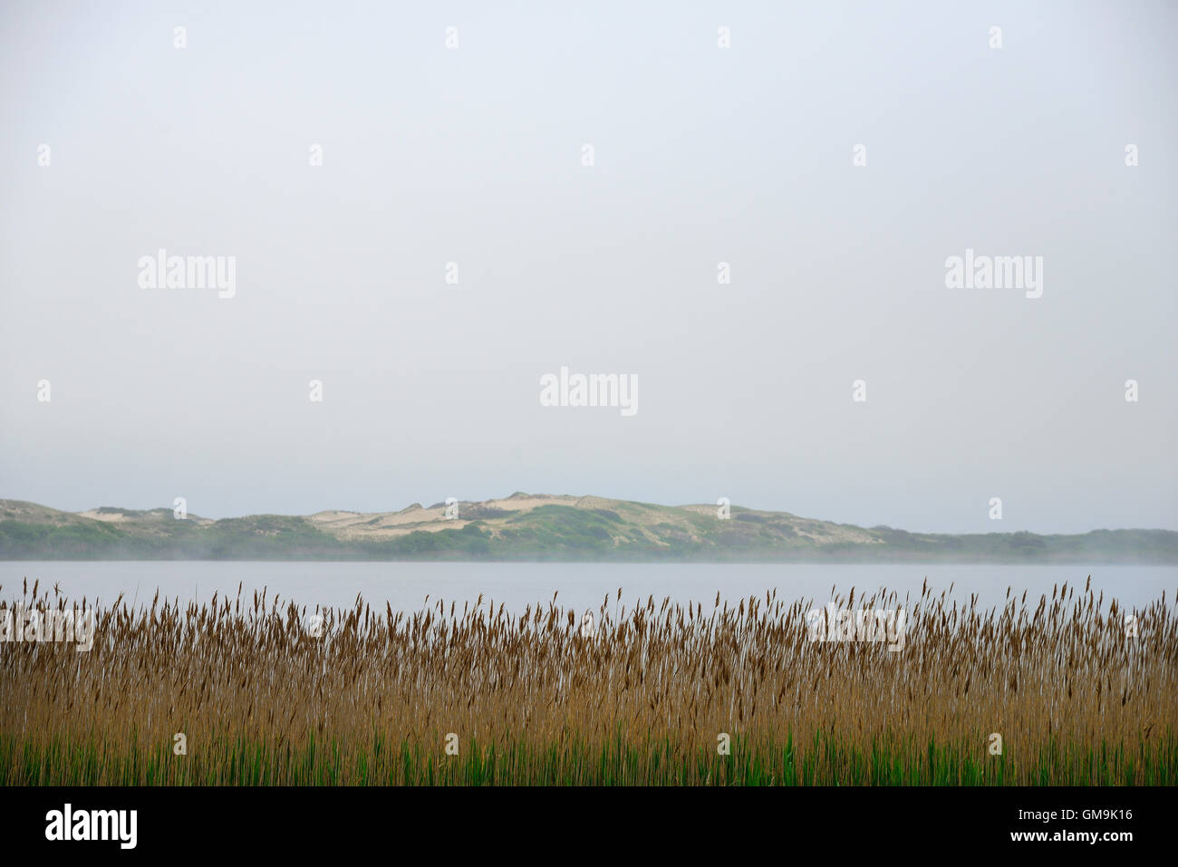 Massachusetts, Cape Cod, Truro, Foggy seascape with reeds Stock Photo