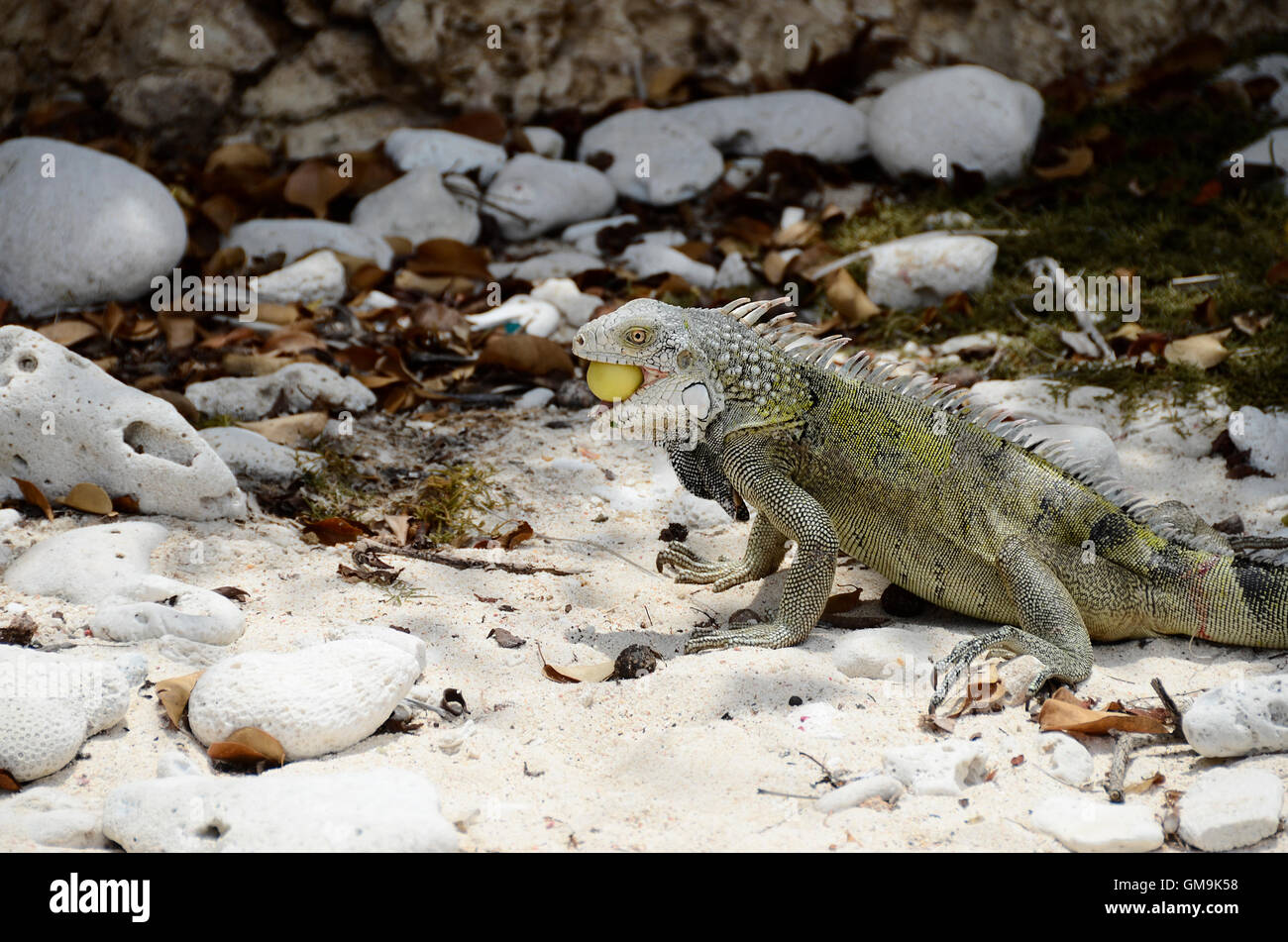 Close up of green iguana in Curacao Stock Photo