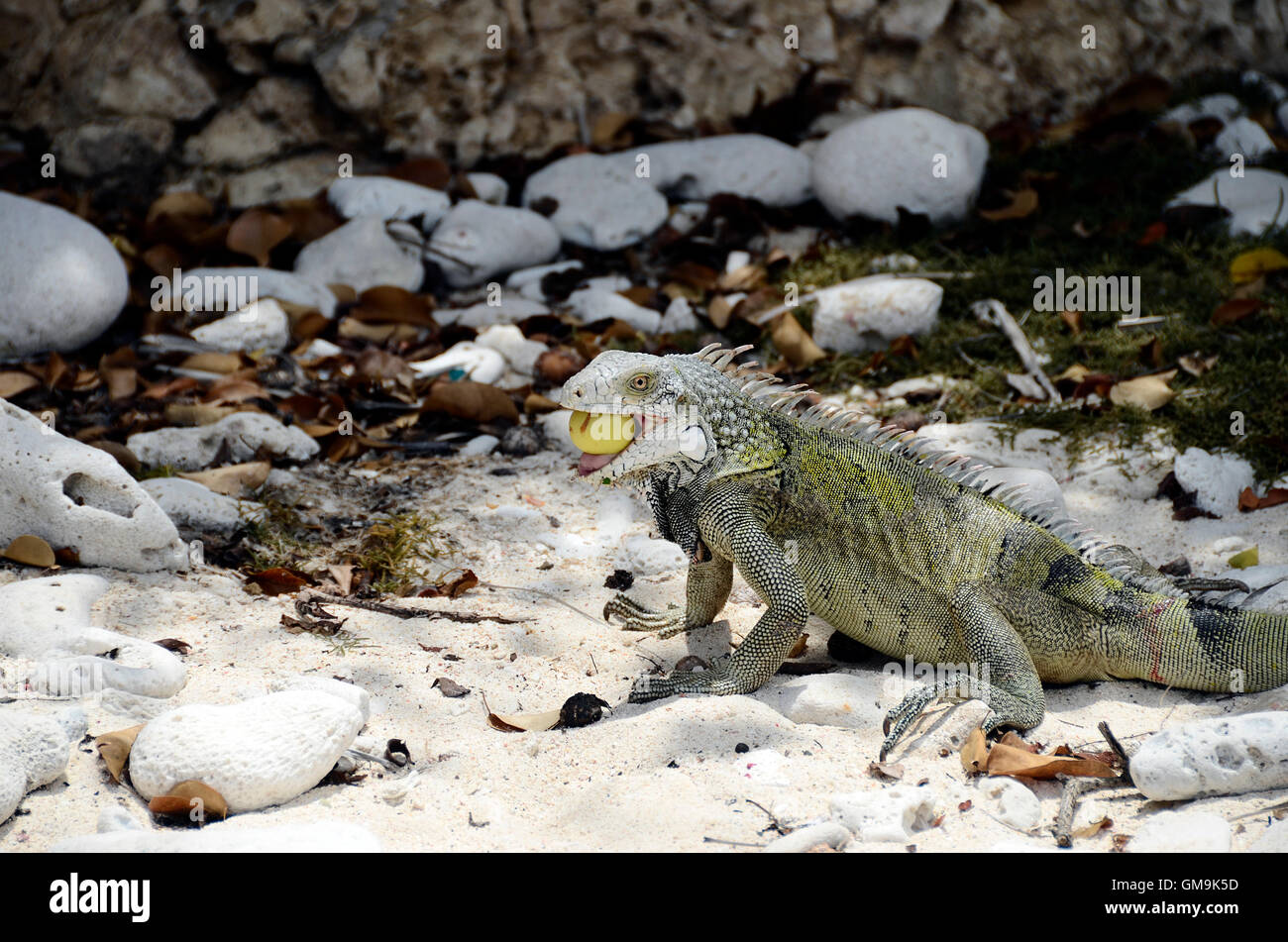 Close up of green iguana in Curacao eating a fruit Stock Photo Alamy