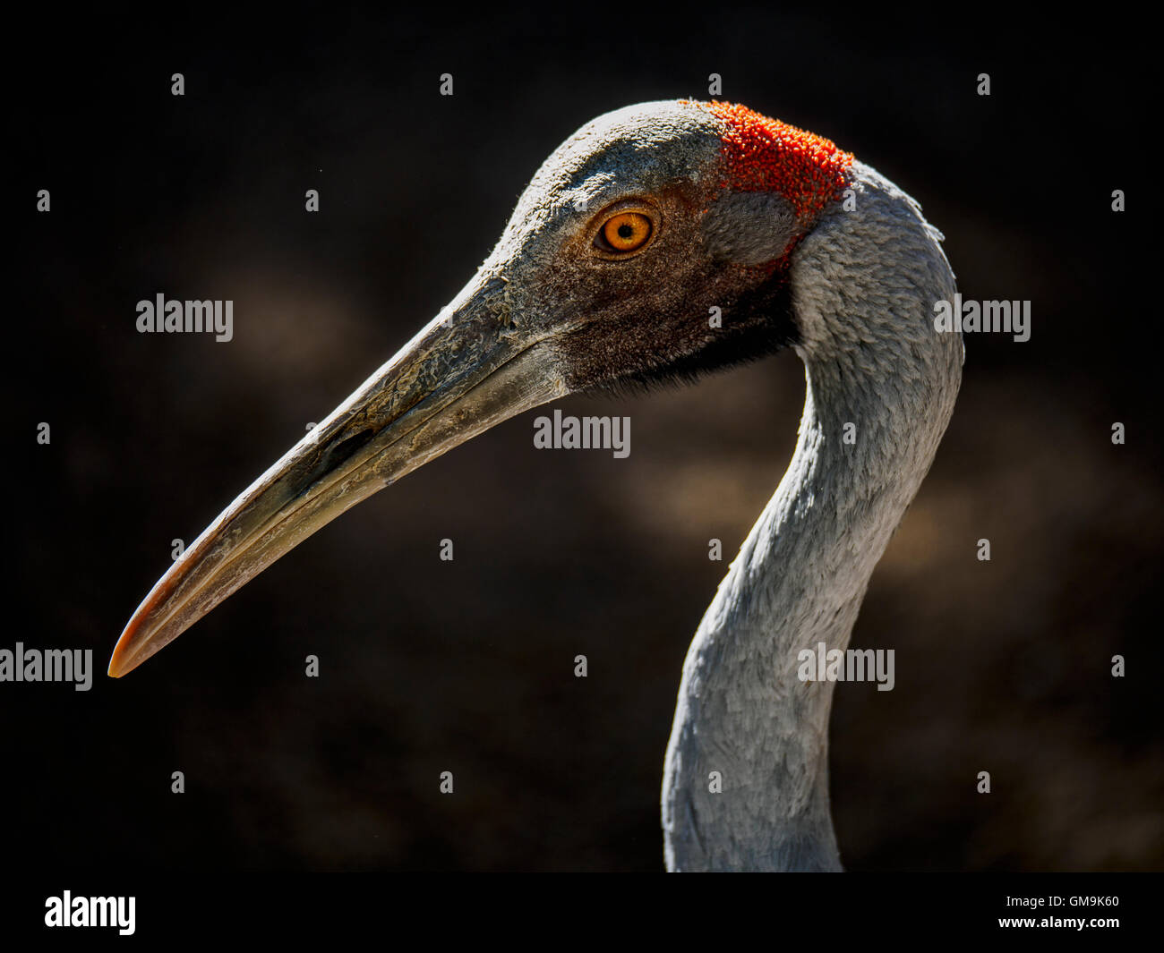 Side view portrait of brolga (Grus rubicunda) Stock Photo