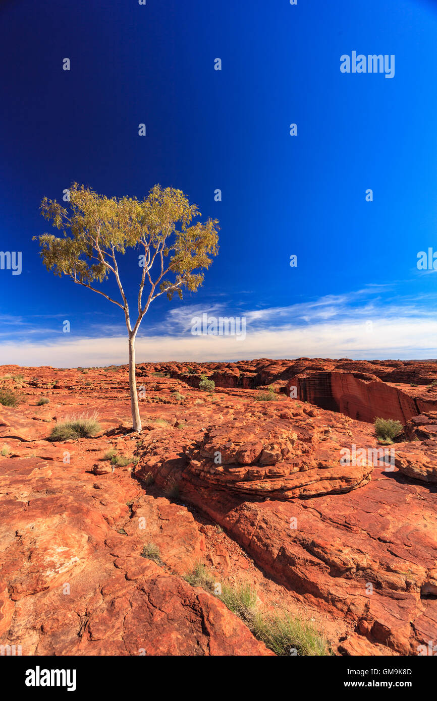 Australia, Outback, Northern Territory, Red Centre, West Macdonnel Ranges, Kings Canyon, Lonely tree in red rock desert Stock Photo