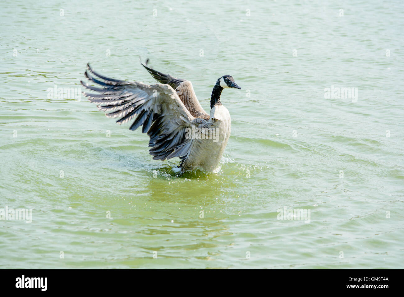 Close Up Wild Goose Playing in the Lake Stock Photo - Alamy