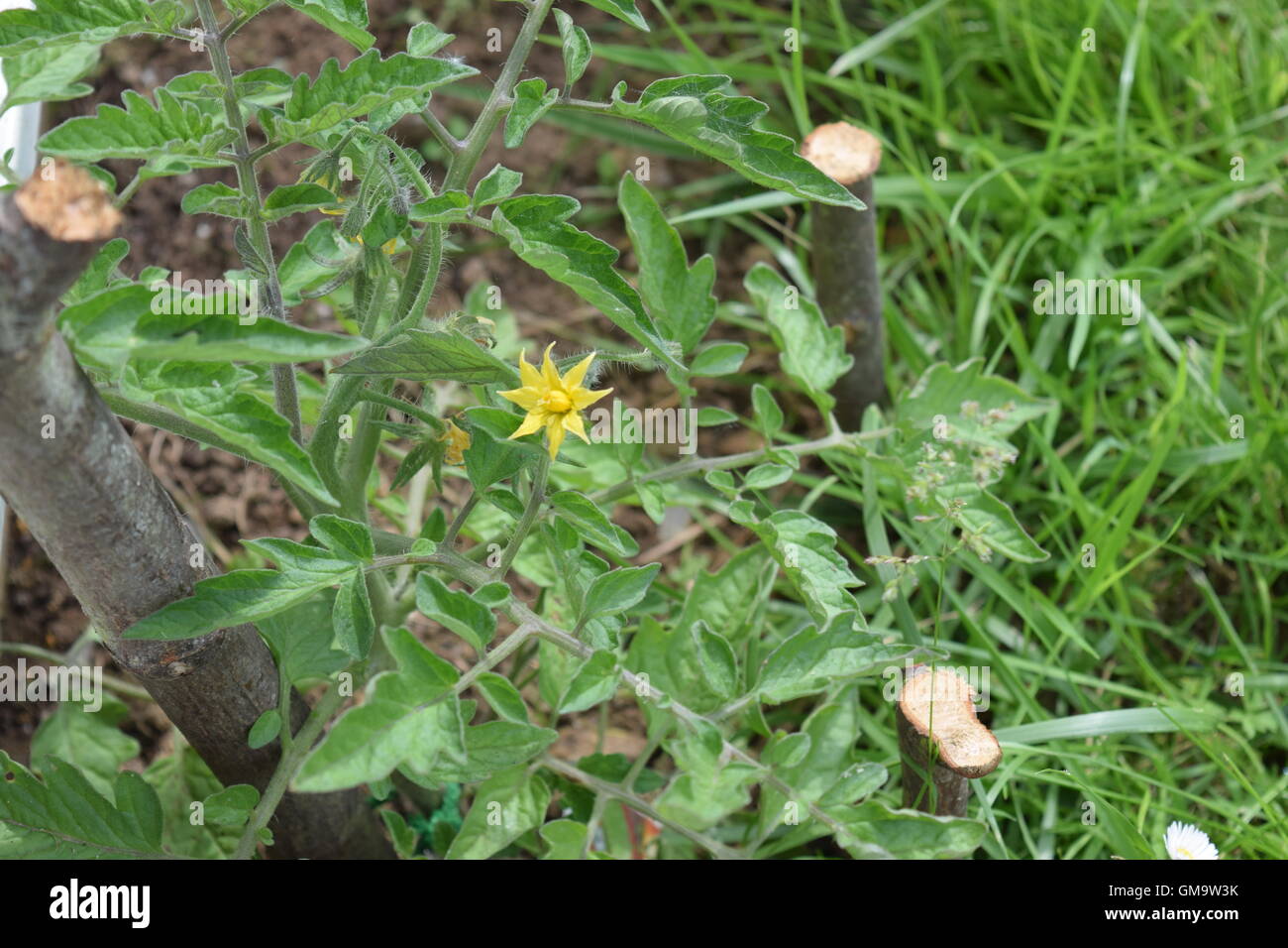 Young Tomato Plant with Yellow Flower Stock Photo Alamy