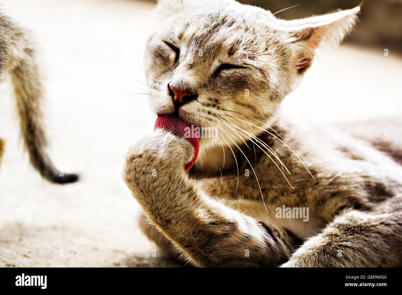Cat Lick Cock