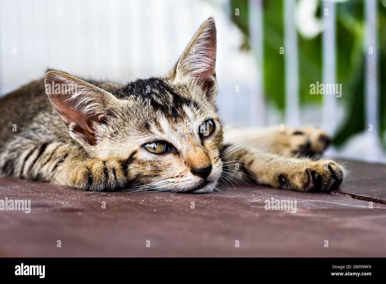a kitten looking so tired and stressed resting on a table Stock Photo