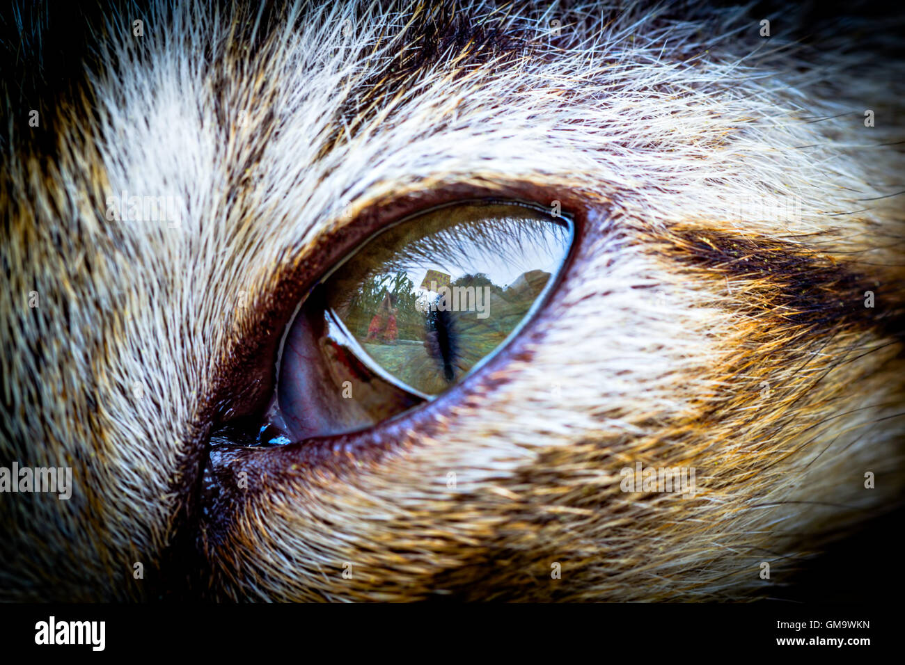 close up of an eye of a kitten Stock Photo