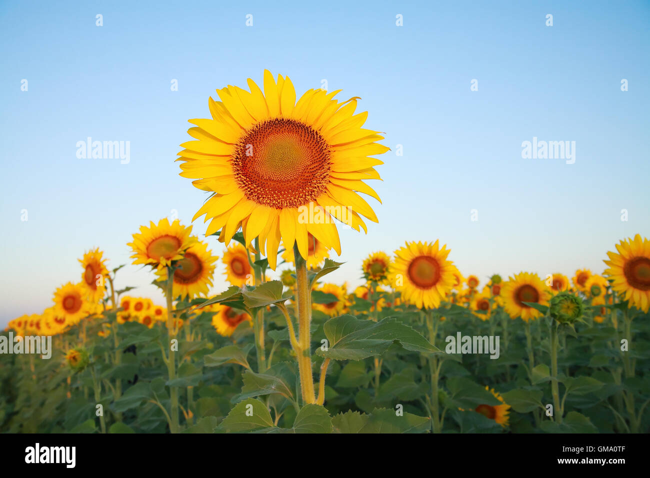 Sunflowers on the field against the blue sky Stock Photo - Alamy