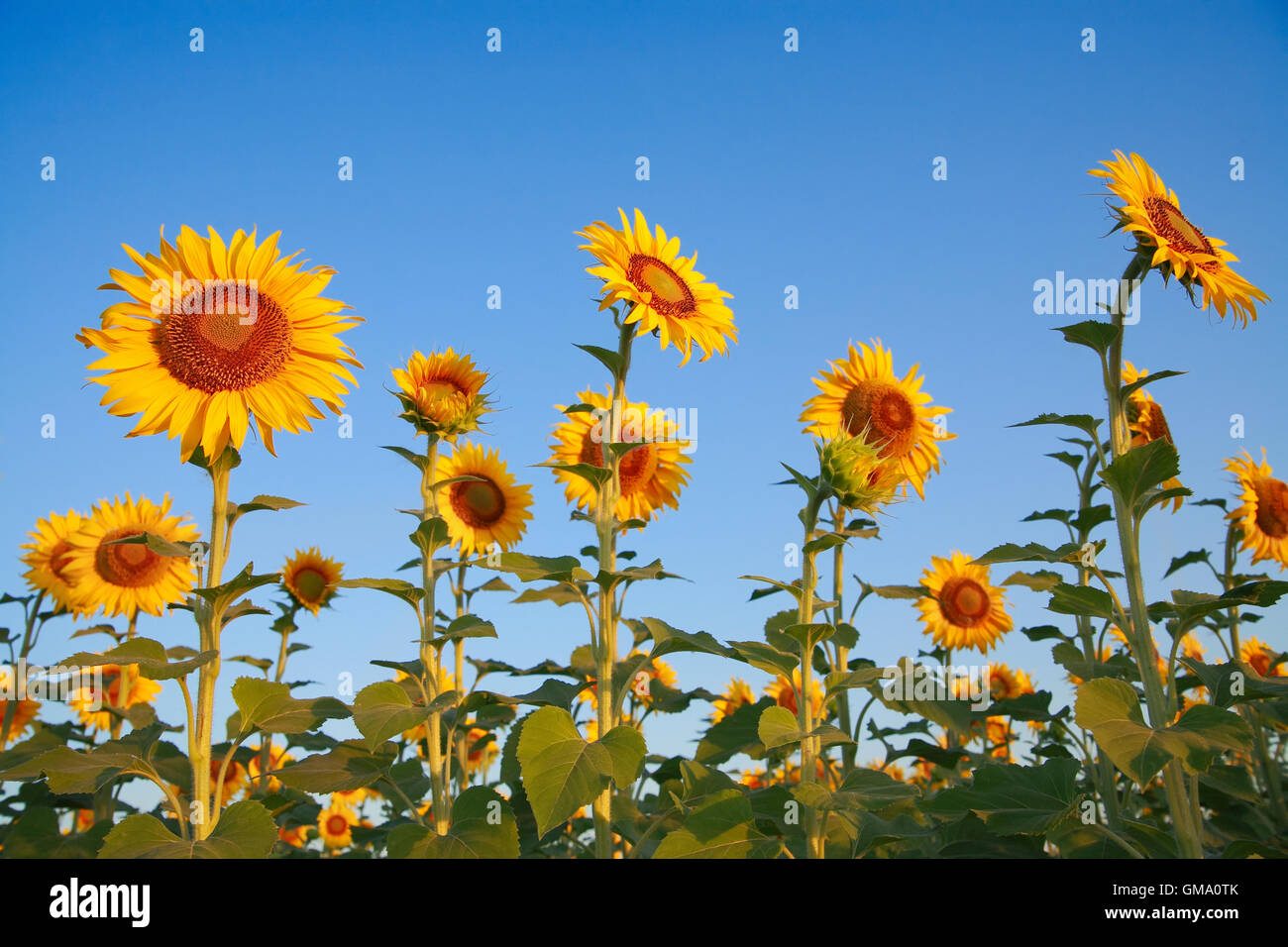 Sunflowers on the field against the blue sky Stock Photo - Alamy