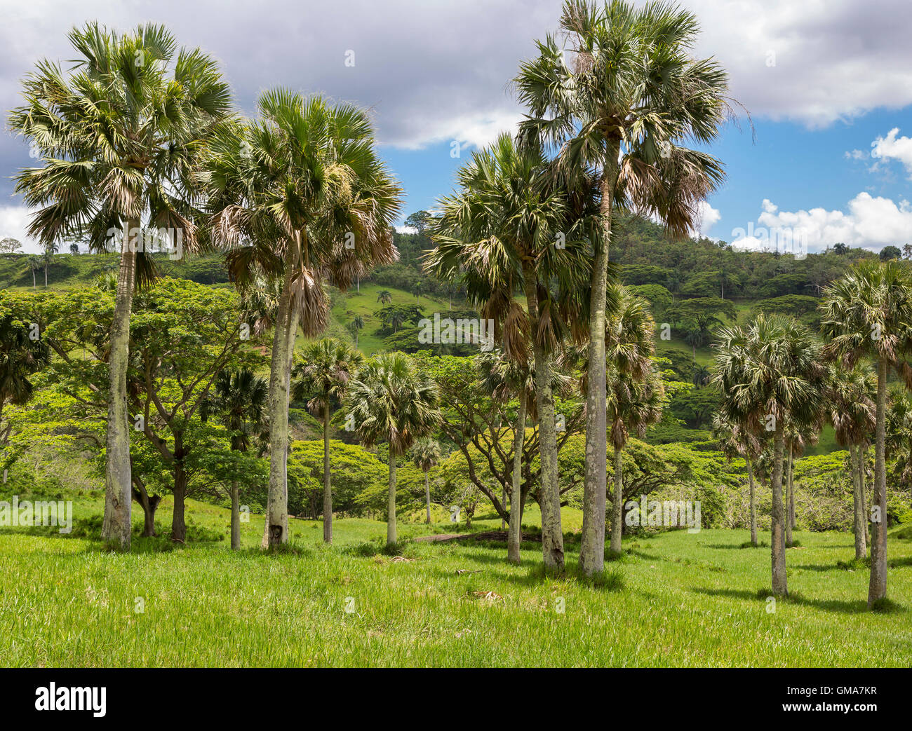 DOMINICAN REPUBLIC - Landscape in mountains, private land for grazing, northern DR, on Route 21. Stock Photo