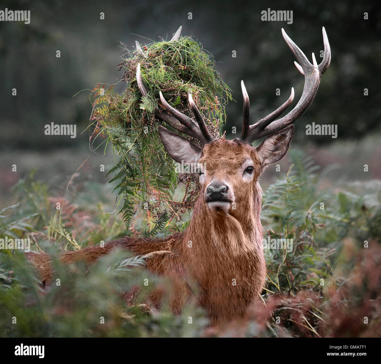 Red stag deer (Cervus elaphus) with bracken and ferns in antlers Stock Photo