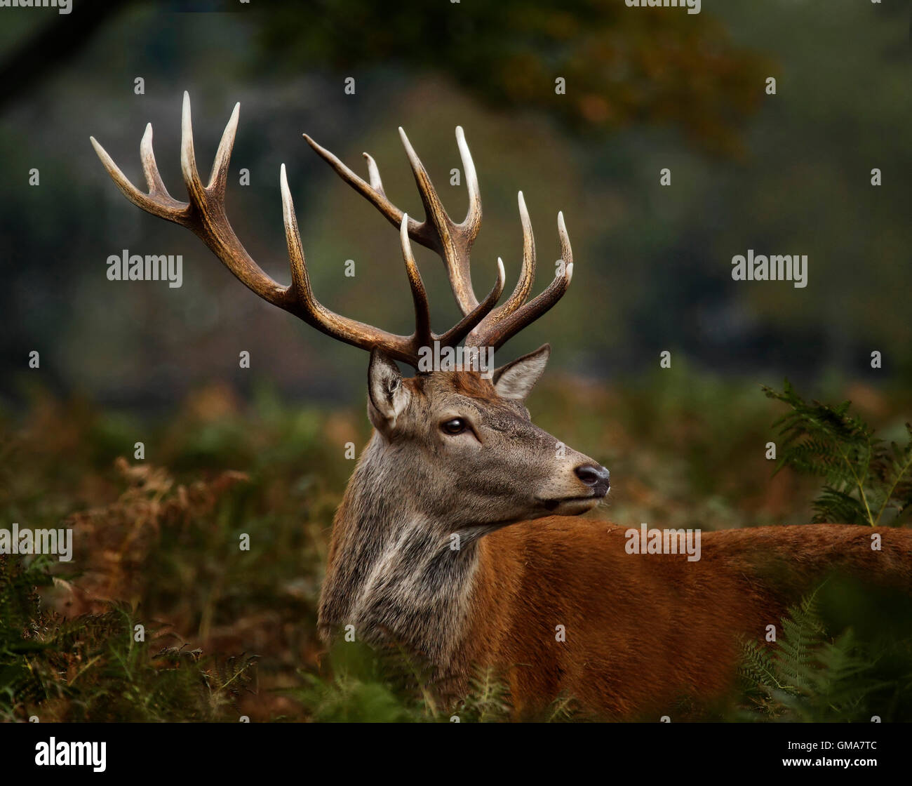 Profile of a Red stag deer (Cervus elaphus) in bracken and ferns Stock Photo