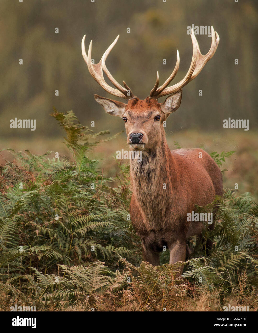 Red stag deer (Cervus elaphus) walking out of bracken and ferns Stock Photo