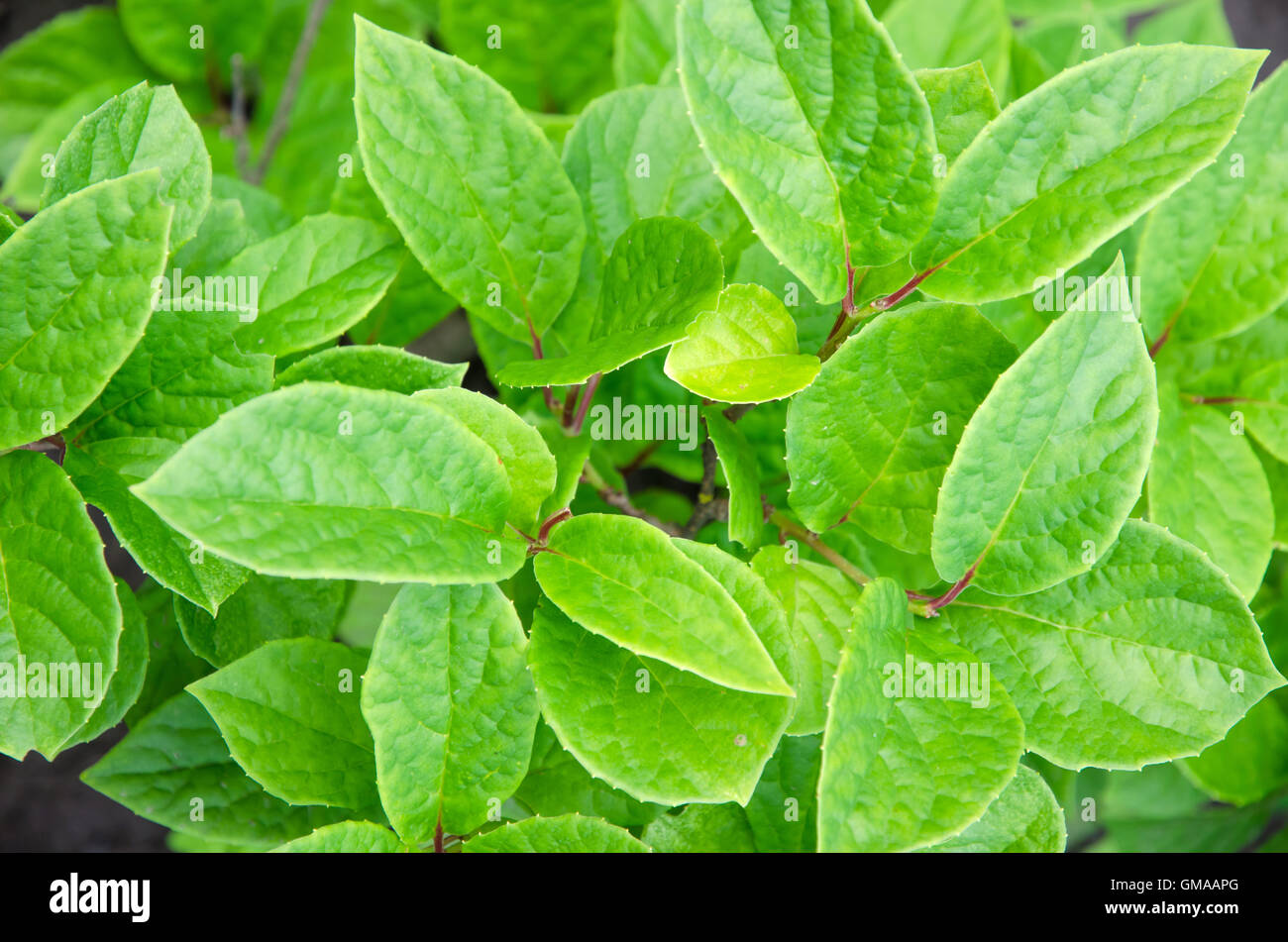 Shiny green leaves hires stock photography and images Alamy