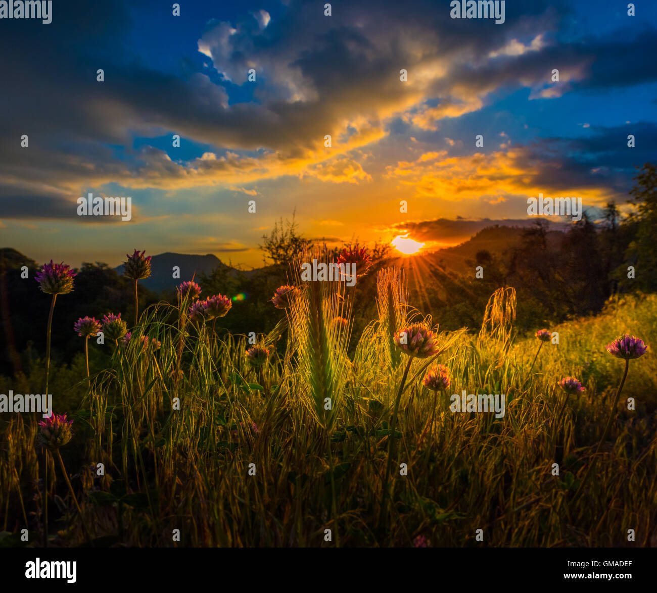 Wild Clover Flowers at Sunset Sequoia National Park California Stock Photo
