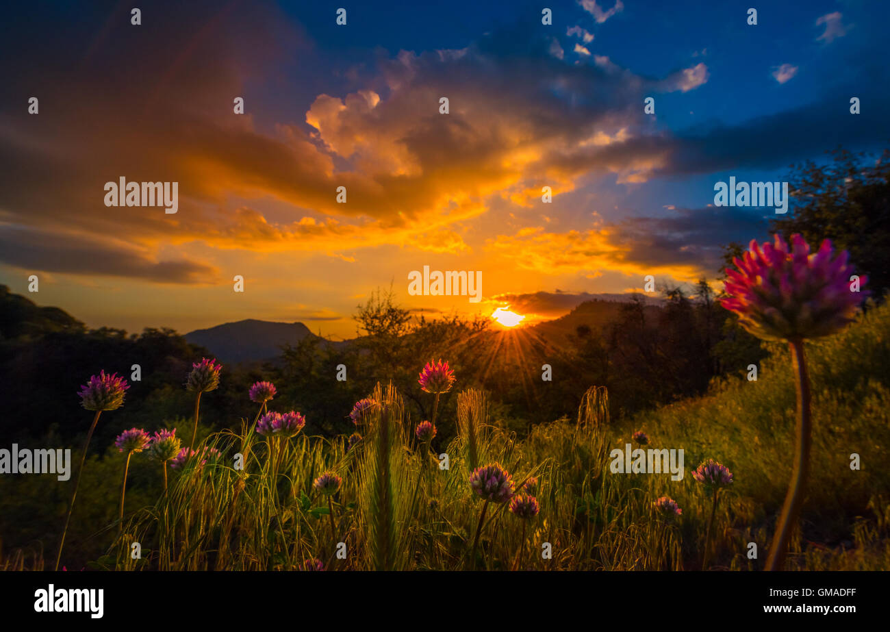 Wild Clover Flowers at Sunset Sequoia National Park California Stock Photo