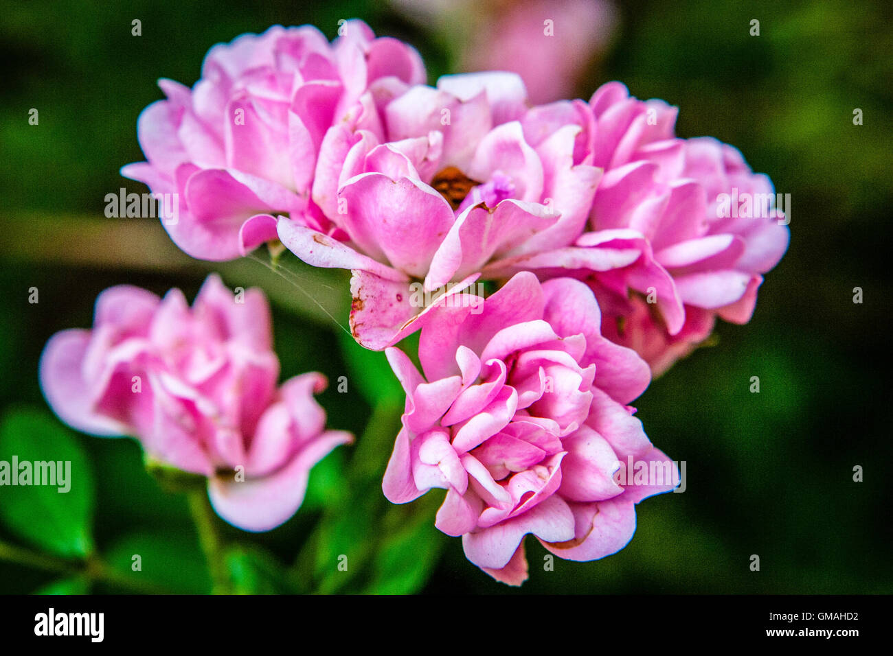 Pink Miniature Rose Flowers In Bloom Stock Photo Alamy