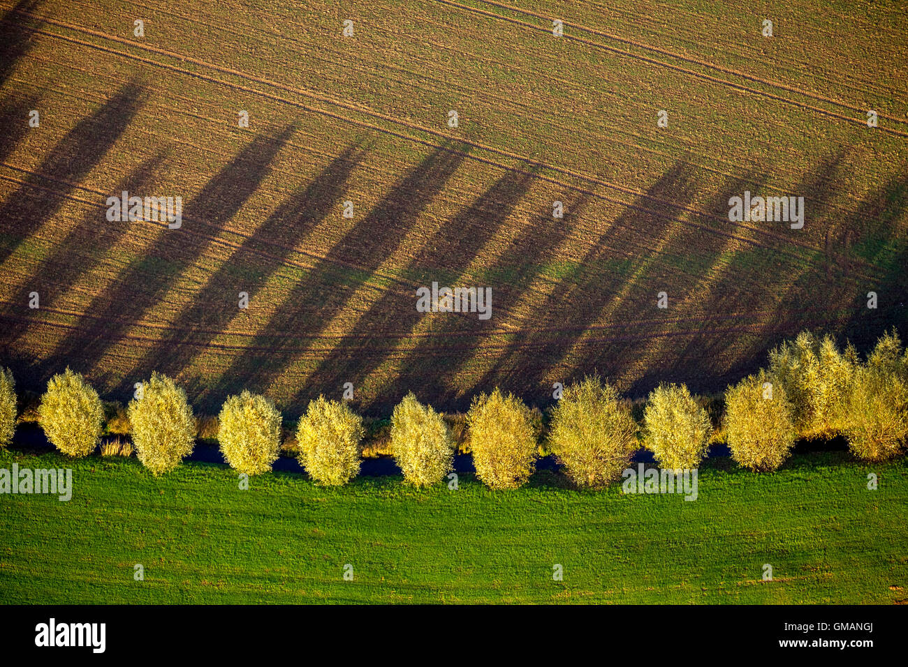 Aerial image, tree line with shadow with autumn leaves, stream, field, meadow, pasture, aerial photo of Duisburg,, Ruhr area, Stock Photo