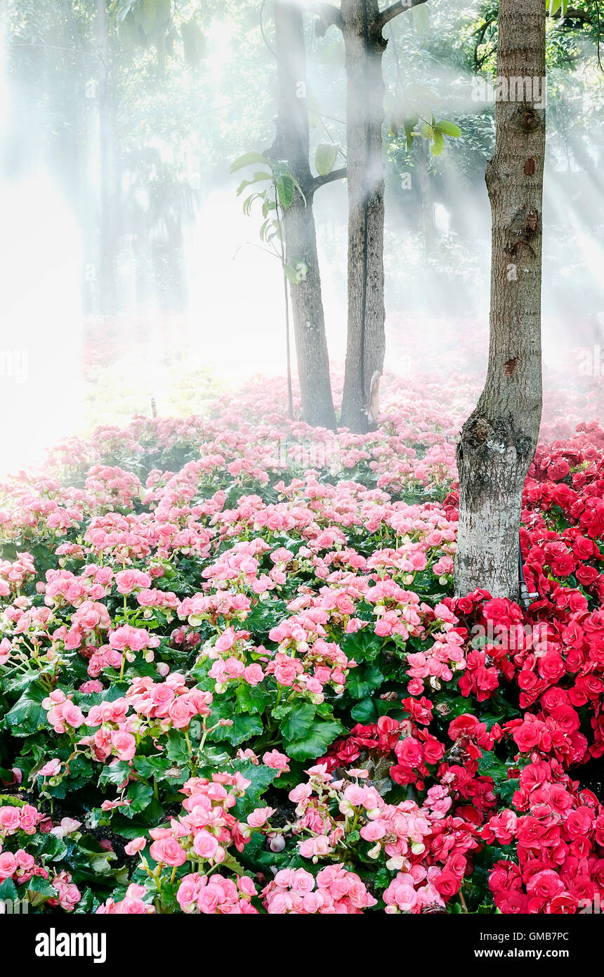 Flower garden under the trees with fog Stock Photo Alamy
