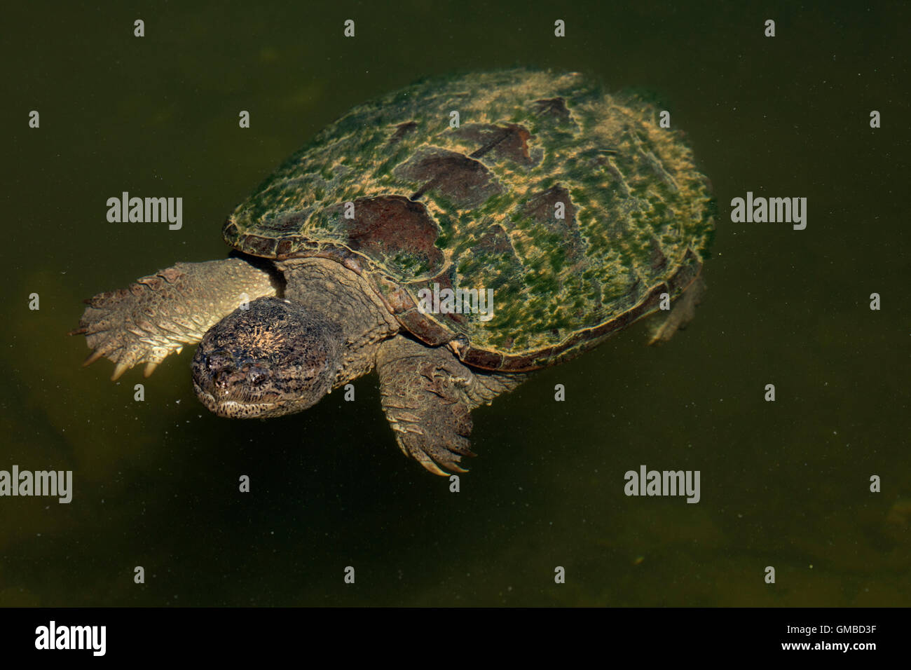 Snapping turtle, Chelydra serpentina, eating white crappie Stock Photo