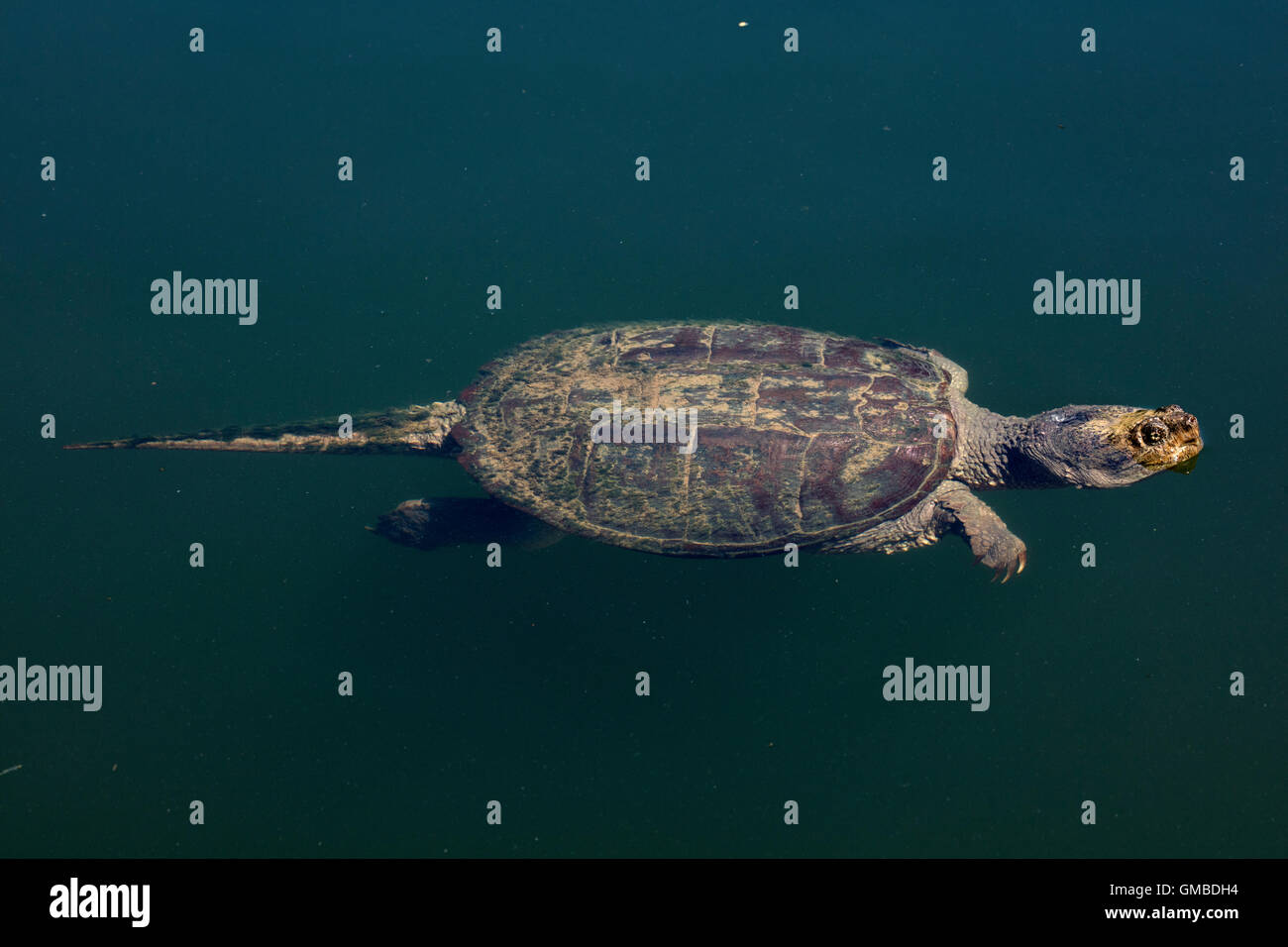 Snapping turtle, Chelydra serpentina, eating white crappie Stock Photo