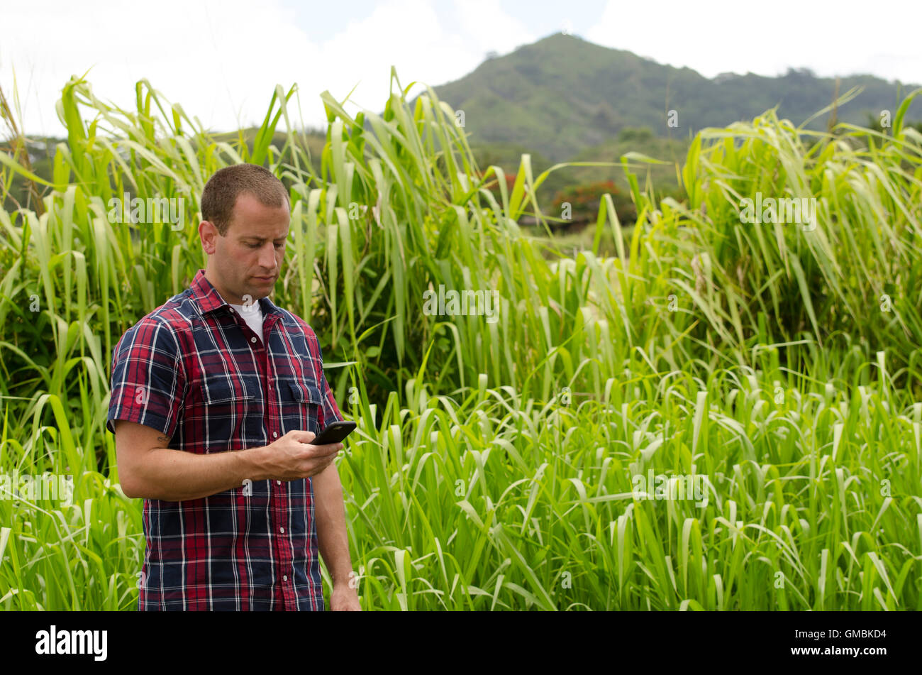 Man utilizing mobile device outside in a tropical environment wearing a collard plaid shirt. Stock Photo
