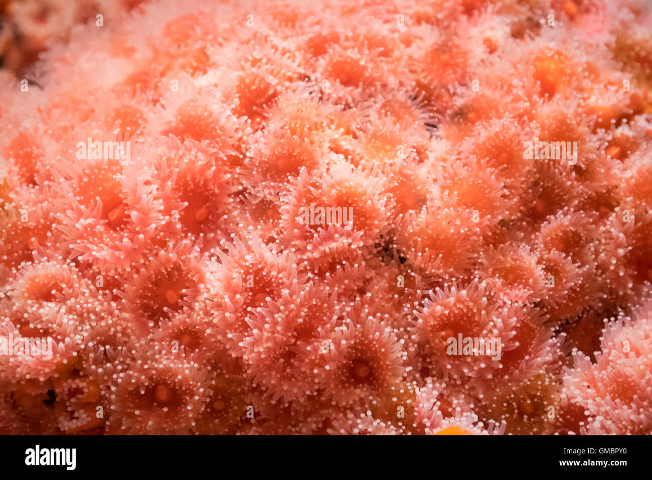 Strawberry anemone (Corynactis californica) at the Vancouver Aquarium in Vancouver, British Columbia, Canada. Stock Photo