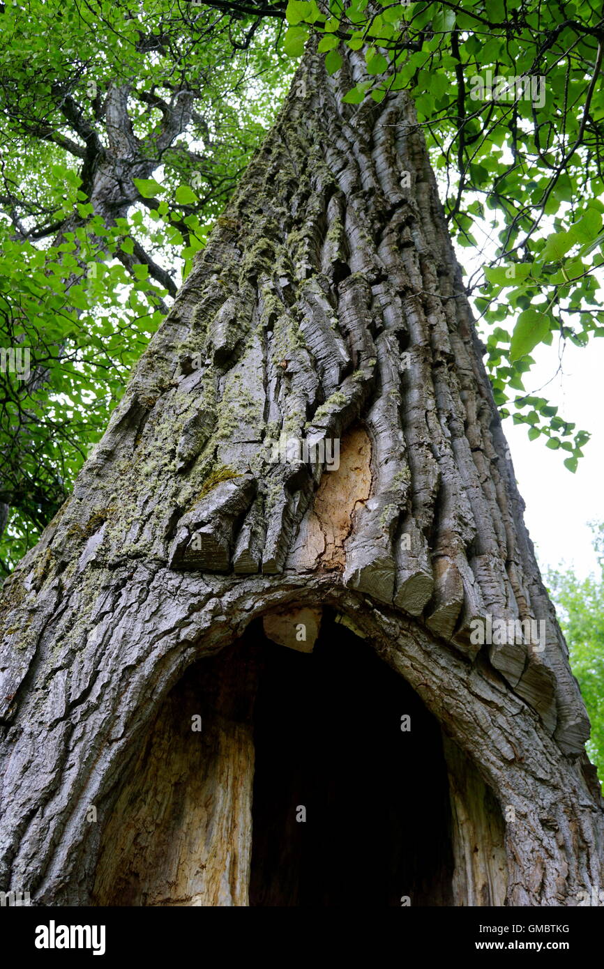 Hollow tree at the Eagle River Nature Center, Alaska Stock Photo