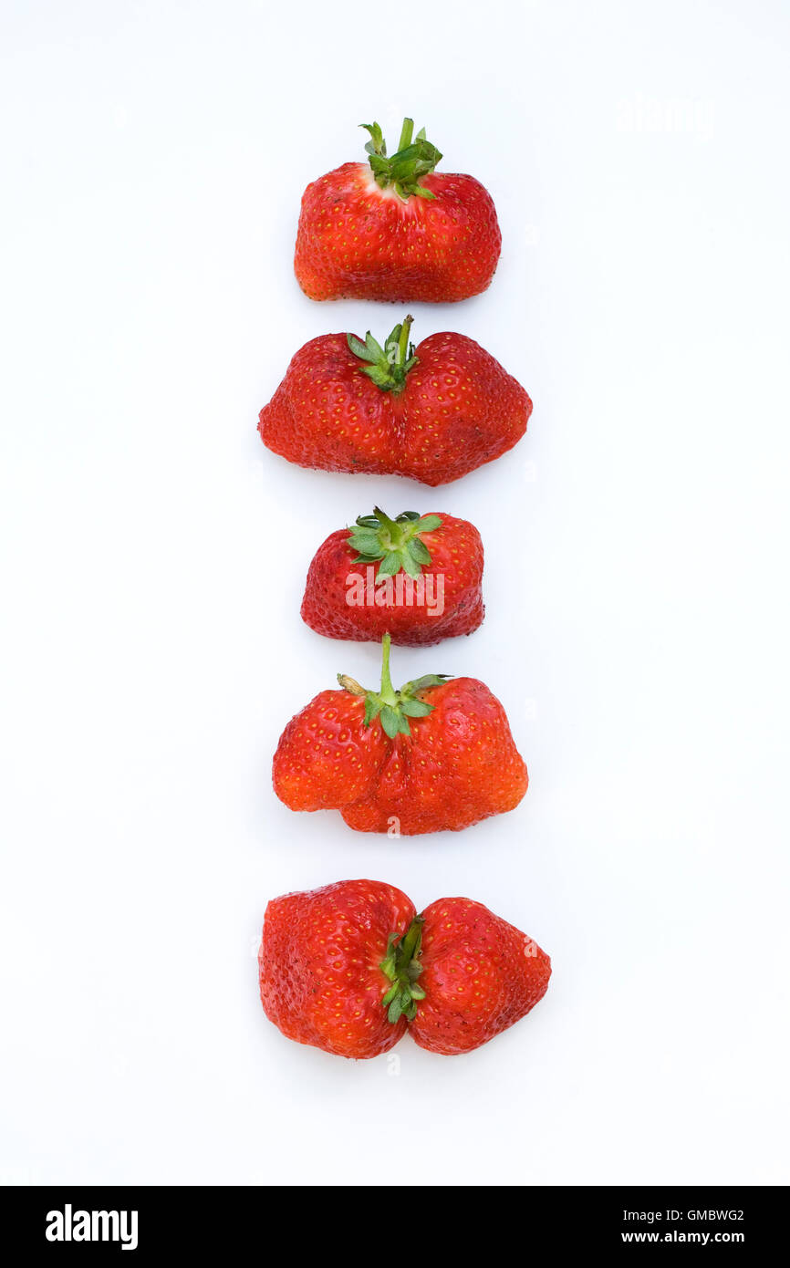 Fragaria. A line of misshapen strawberries. Stock Photo