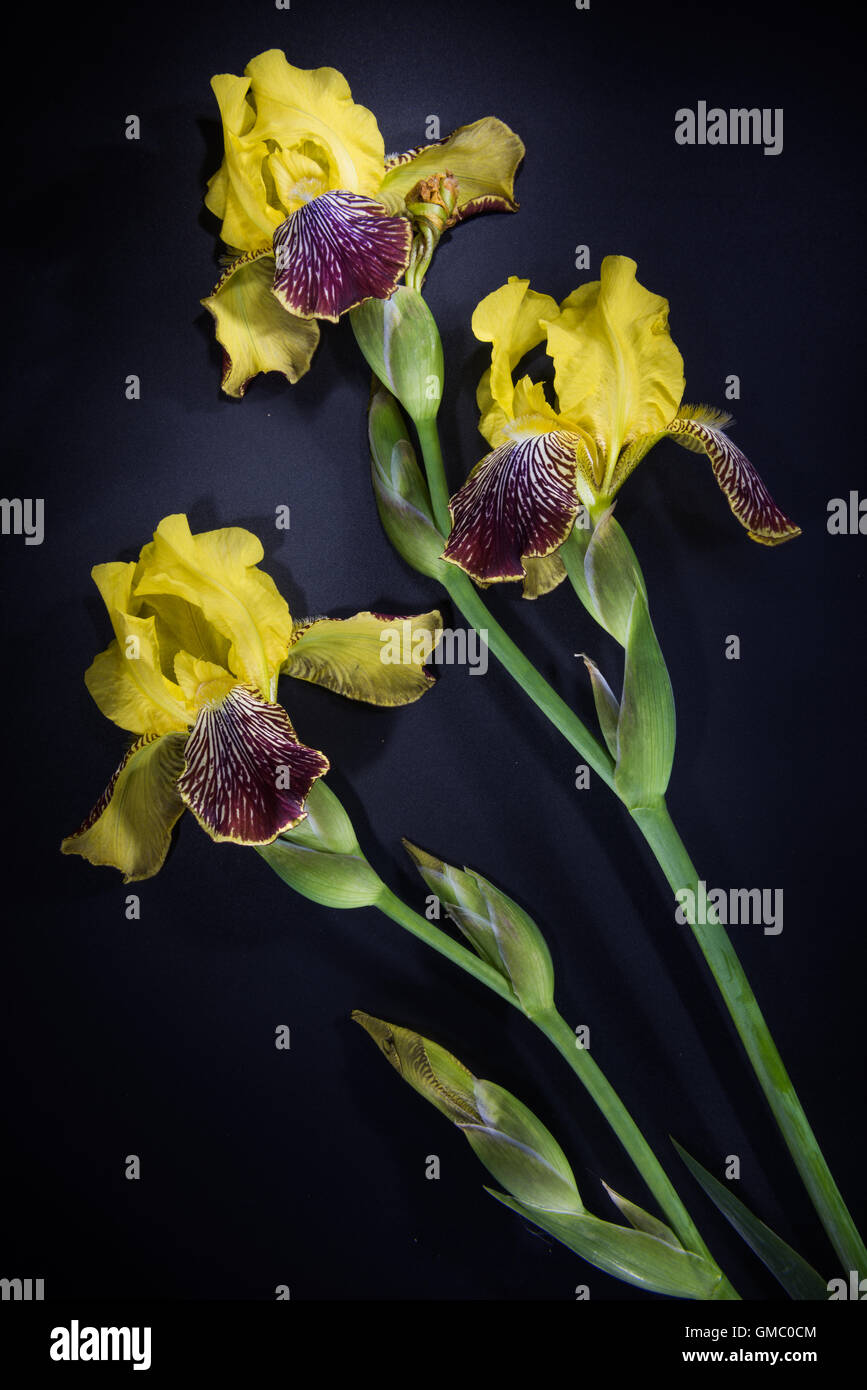 yellow iris flower on black background Stock Photo