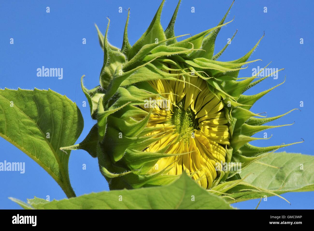 Sunflowers against the blue sky Stock Photo - Alamy