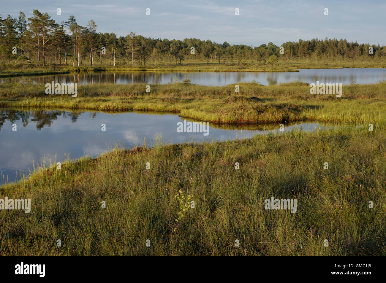 Nigula bog. Nigula Nature reserve. Pärnu county. Estonia 09th july 2016 Stock Photo