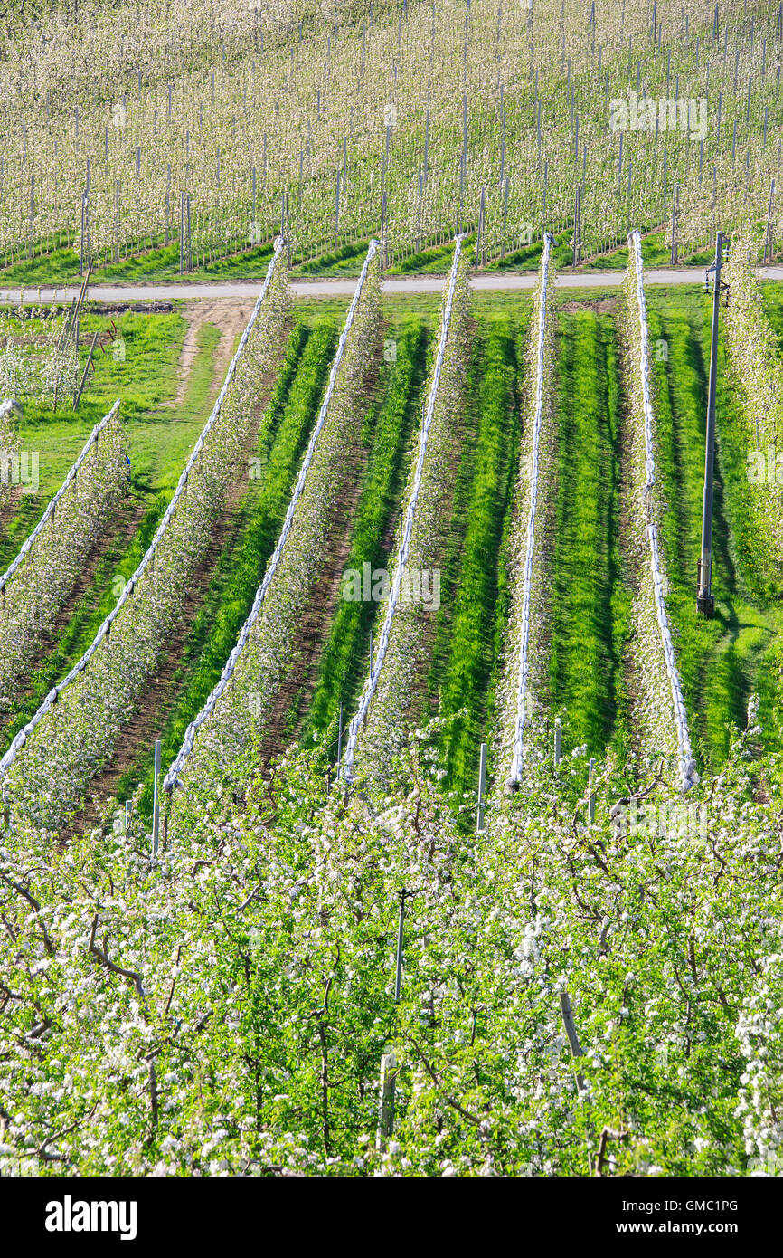 Apple Orchards High Resolution Stock Photography and Images - Alamy