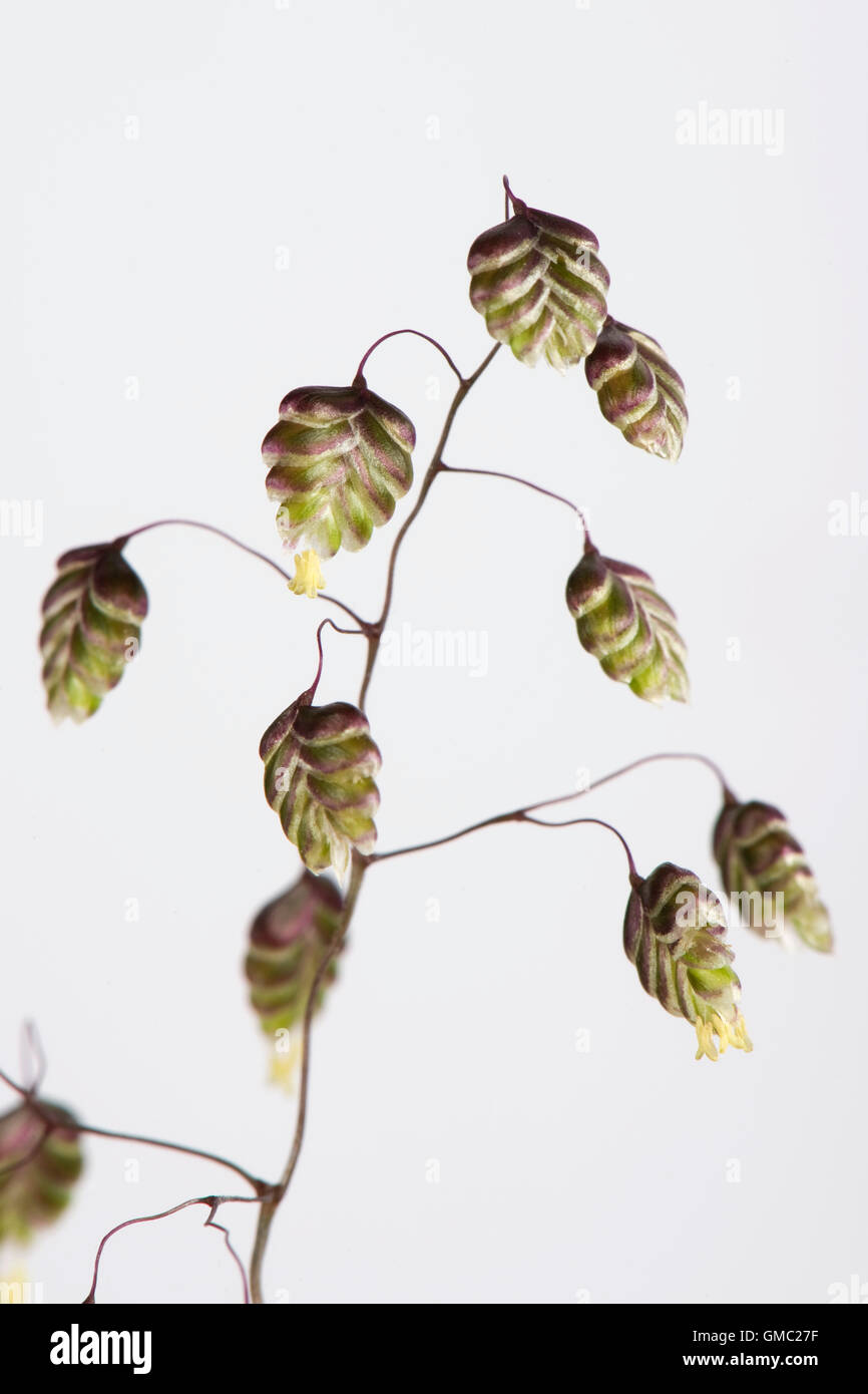 Quaking grass, Briza media, flowering spike with quaking flowers, June Stock Photo