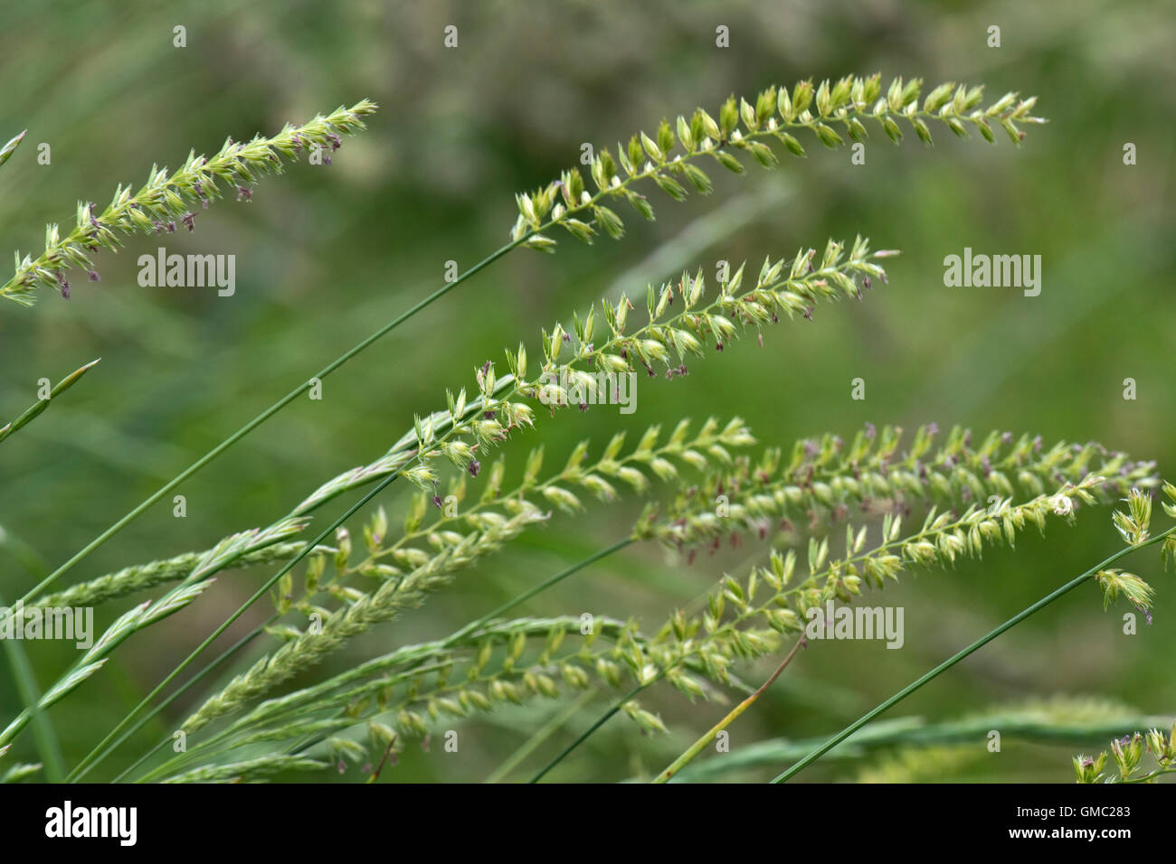 Crested dog's-tail grass, Cynosurus cristatus, flowering with other grasses, June Stock Photo