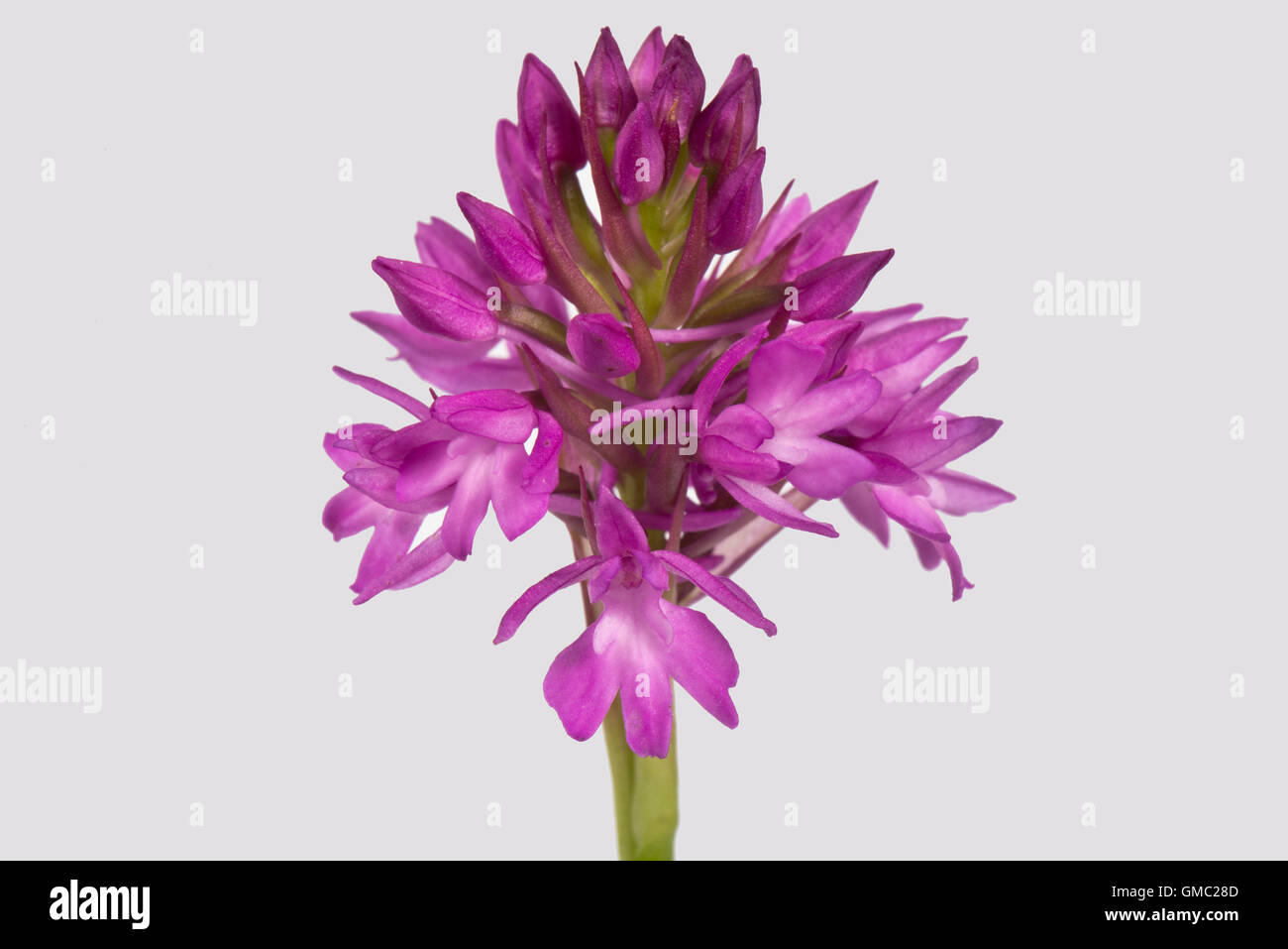 A pyramidal orchid, Anacamptis pyramidalis, with typical pyramid shaped flower head, June Stock Photo
