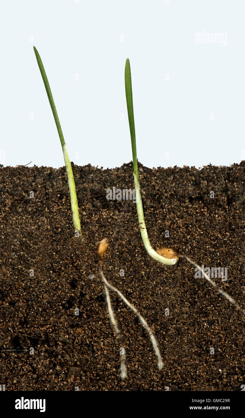 Wheat seeds germinating in a glass sided tank  showing root and aerial development Stock Photo
