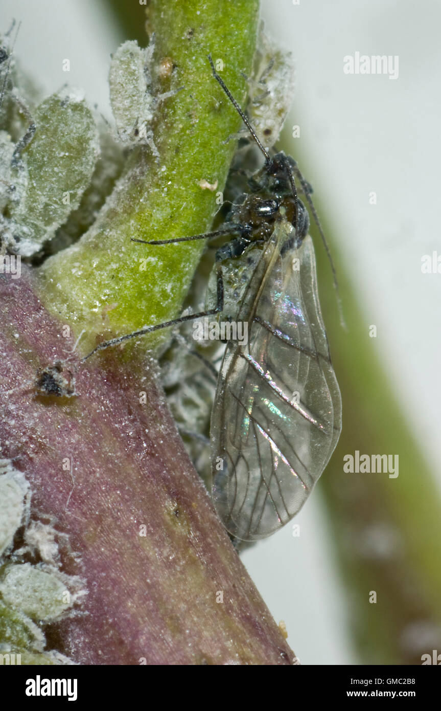 Mealy cabbage aphid, Brevicoryne brassicae, alate on a brassica stem, June Stock Photo Alamy
