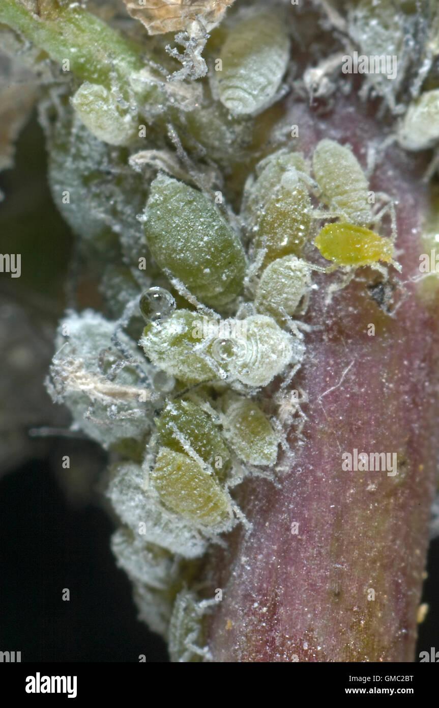 Cabbage aphid mealy cabbage aphid hires stock photography and images Alamy