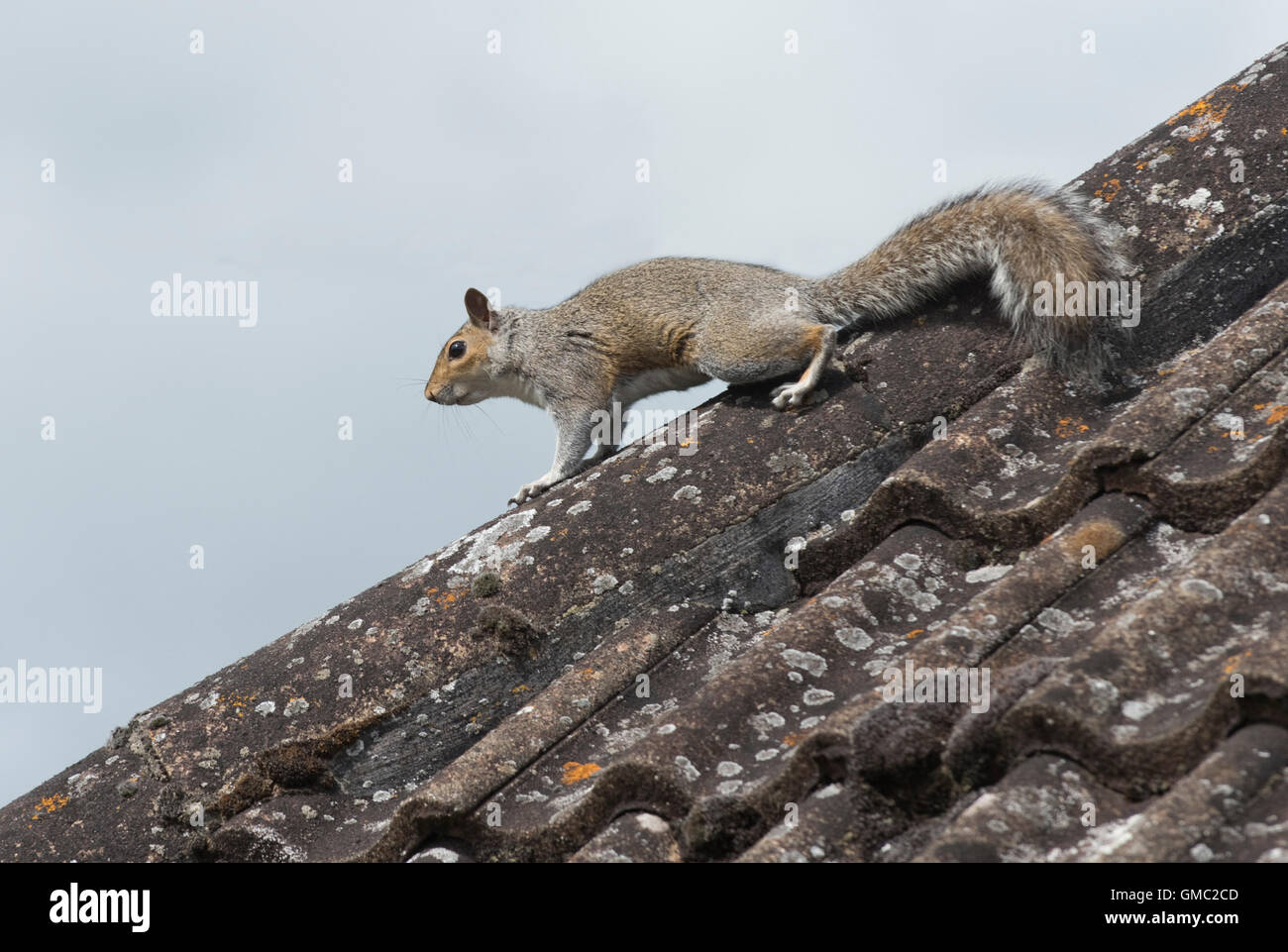 An adult grey squiirel, Sciurus carolinensis, on tiles on a house roof, Berkshire, July Stock Photo
