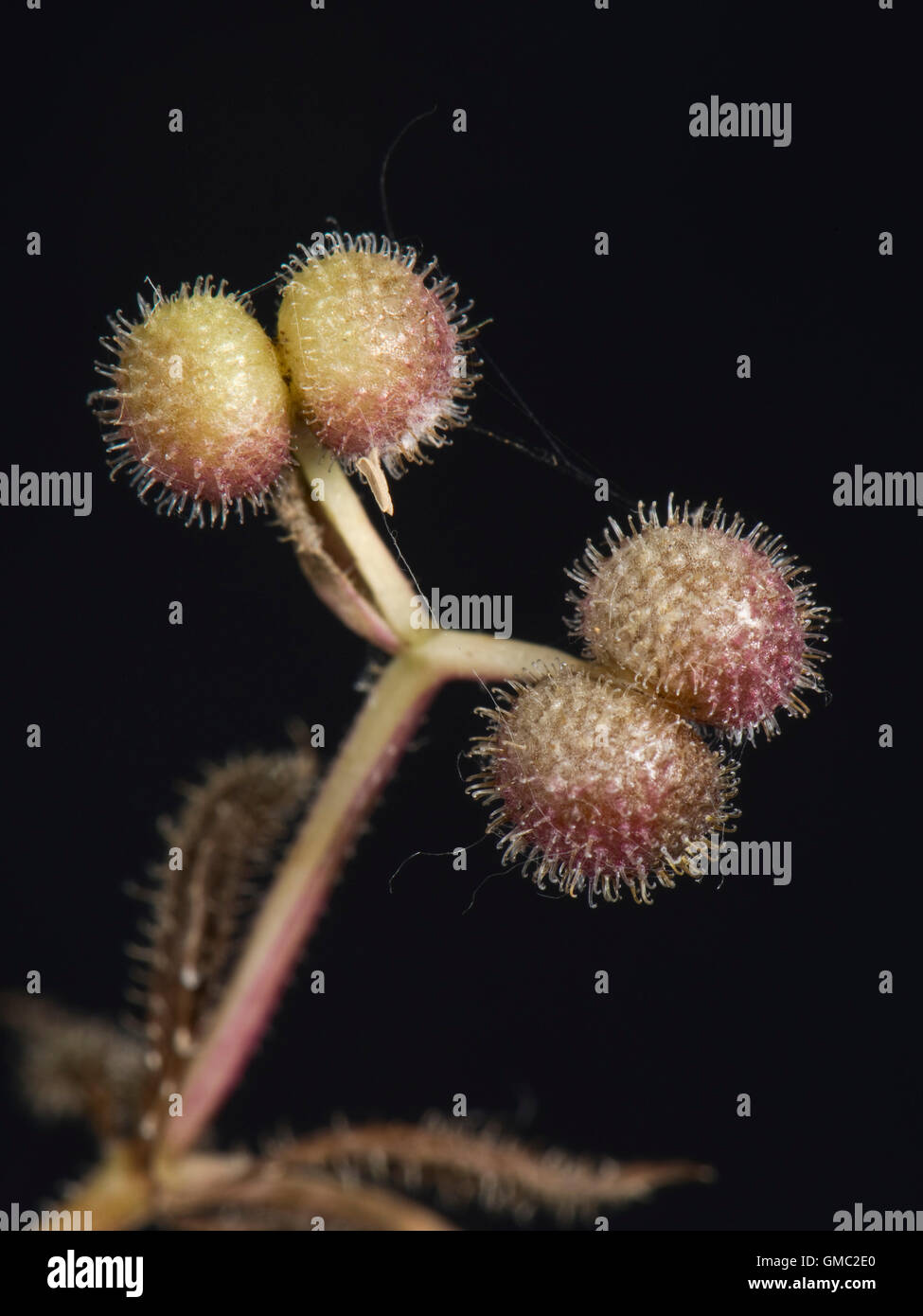 Fruit or burrs of cleavers, Galium aparine, with hooks that attach to