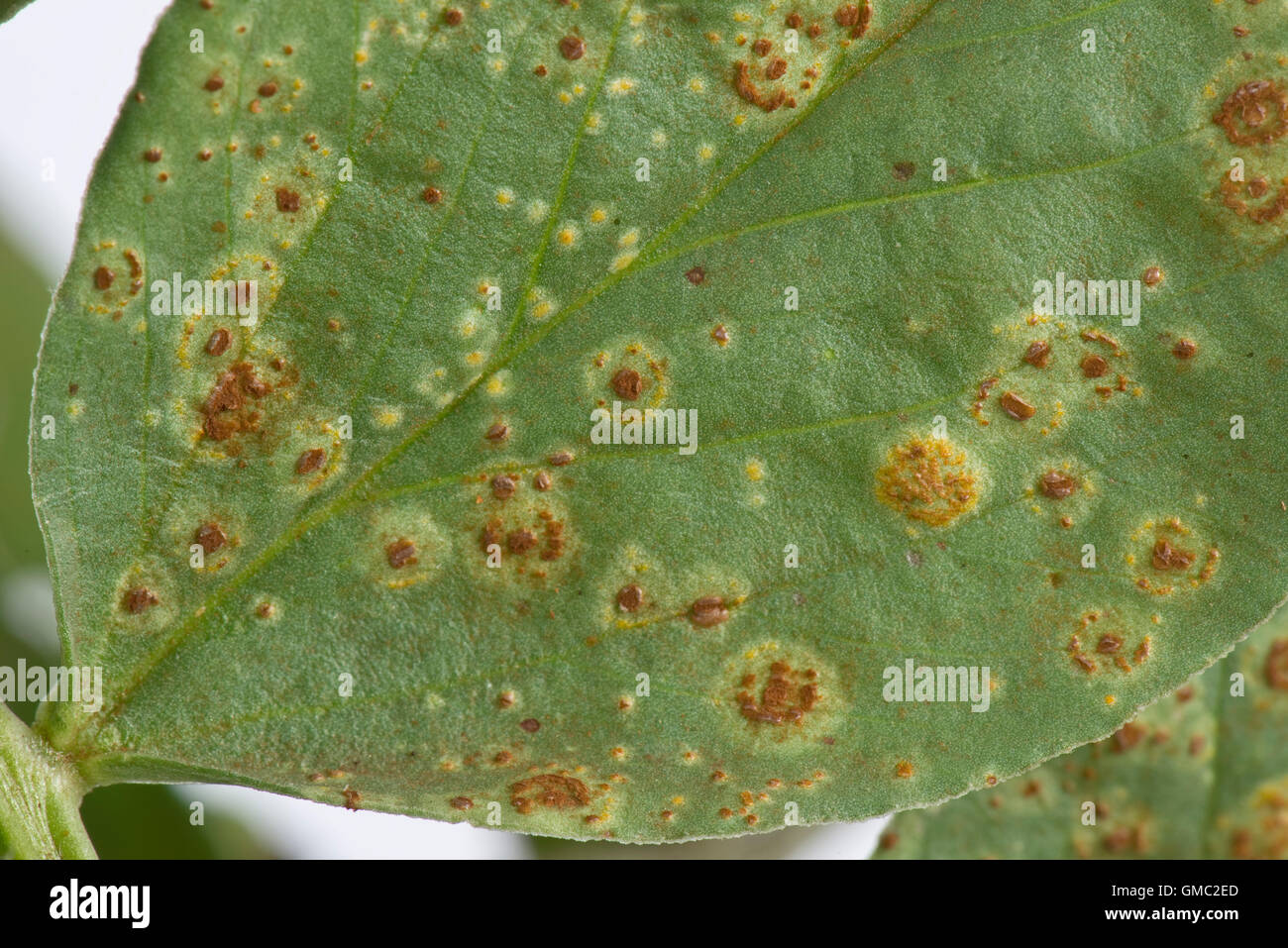Faba or broad bean rust, Uromyces viciae-fabae, pustules on a broad bean leaf, August Stock Photo