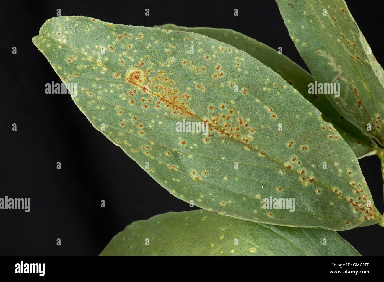 Faba or broad bean rust, Uromyces viciae-fabae, pustules on a broad bean leaf, August Stock Photo