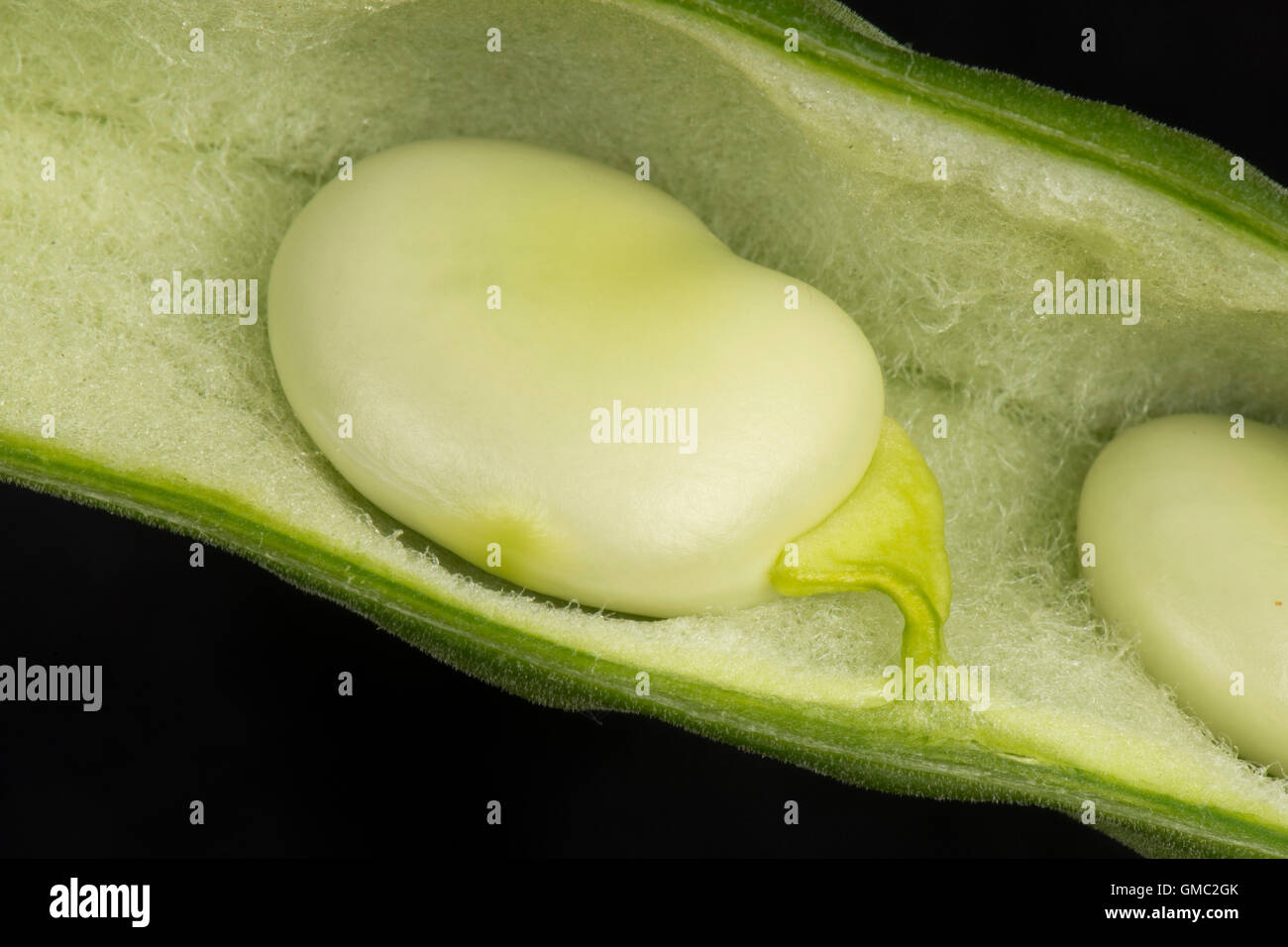 Faba or broad bean in its 'velvet' lined pod, mature and ready to be ...