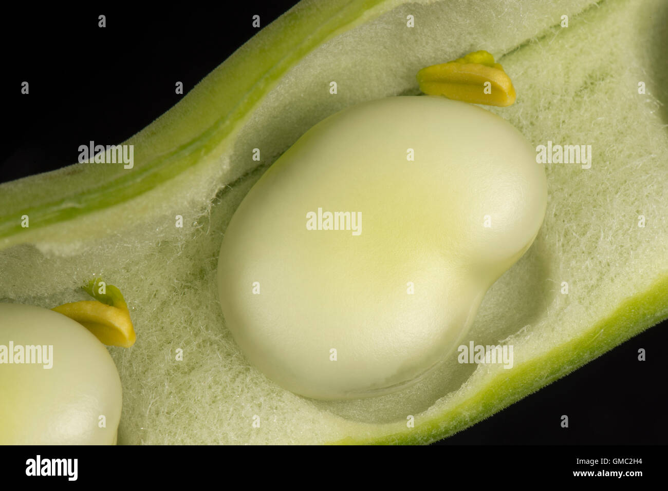 Faba or broad bean in its 'velvet' lined pod, mature and ready to be harvested, July Stock Photo