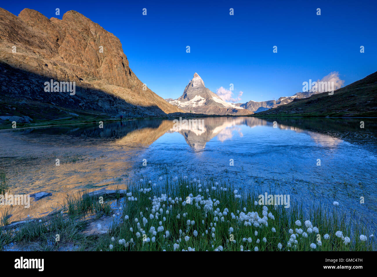 Cotton grass frame the Matterhorn reflected in Lake Stellisee at dawn Zermatt Canton of Valais Switzerland Europe Stock Photo