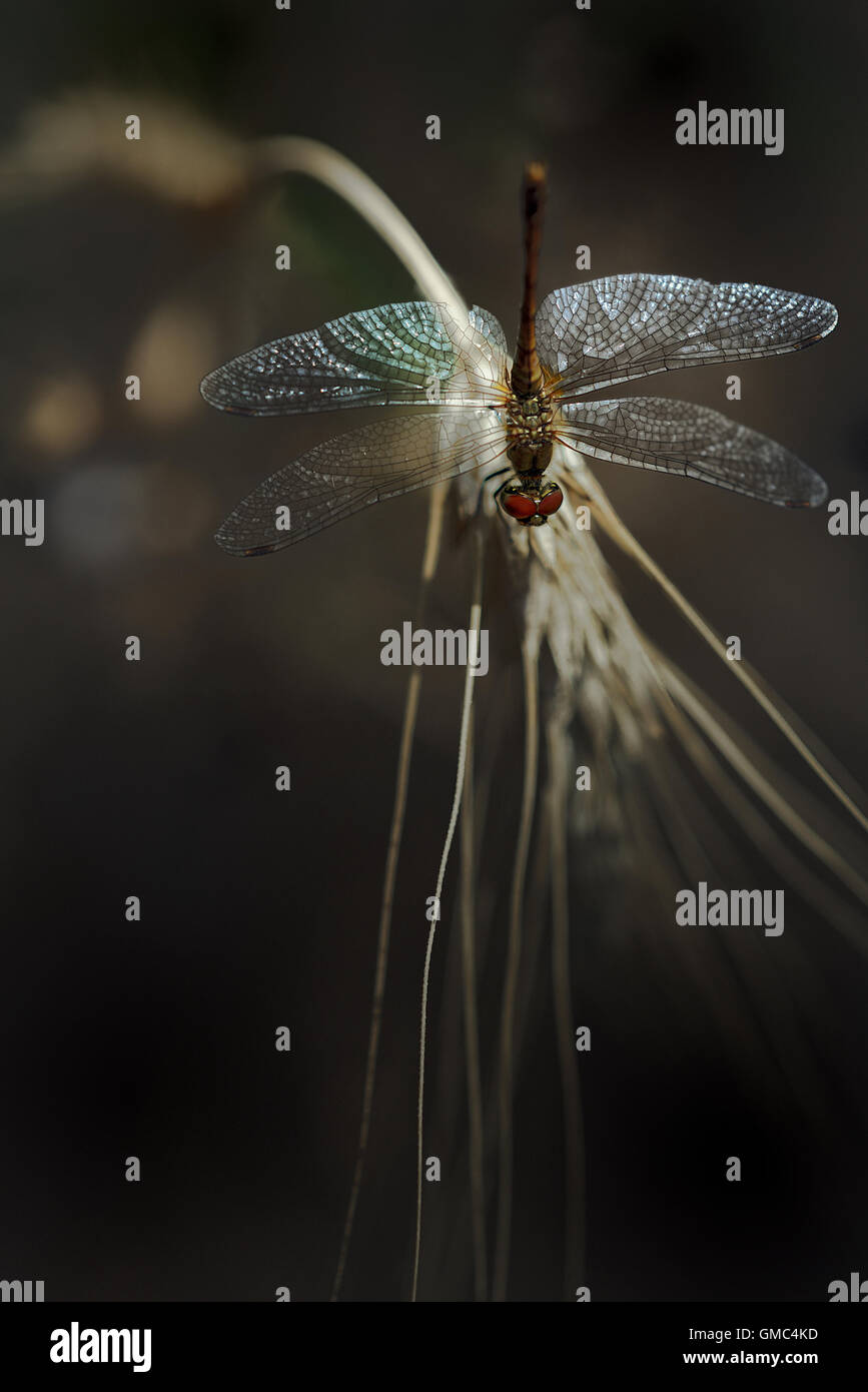 Dragonfly on wheat spikelet with dark background Stock Photo