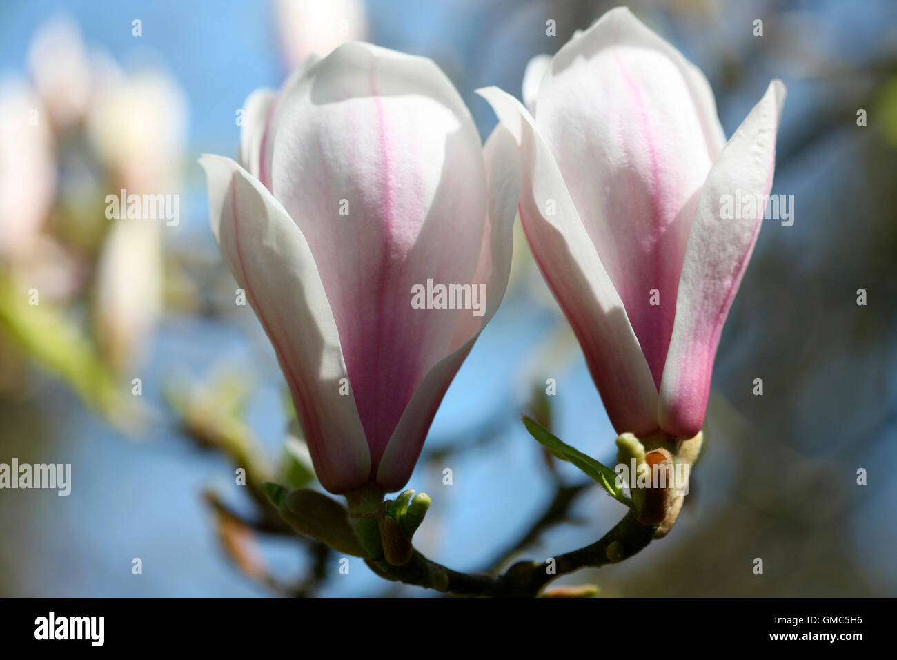 charming magnolia buds bursting with vitality - joy of life Jane Ann Butler Photography JABP1596 Stock Photo